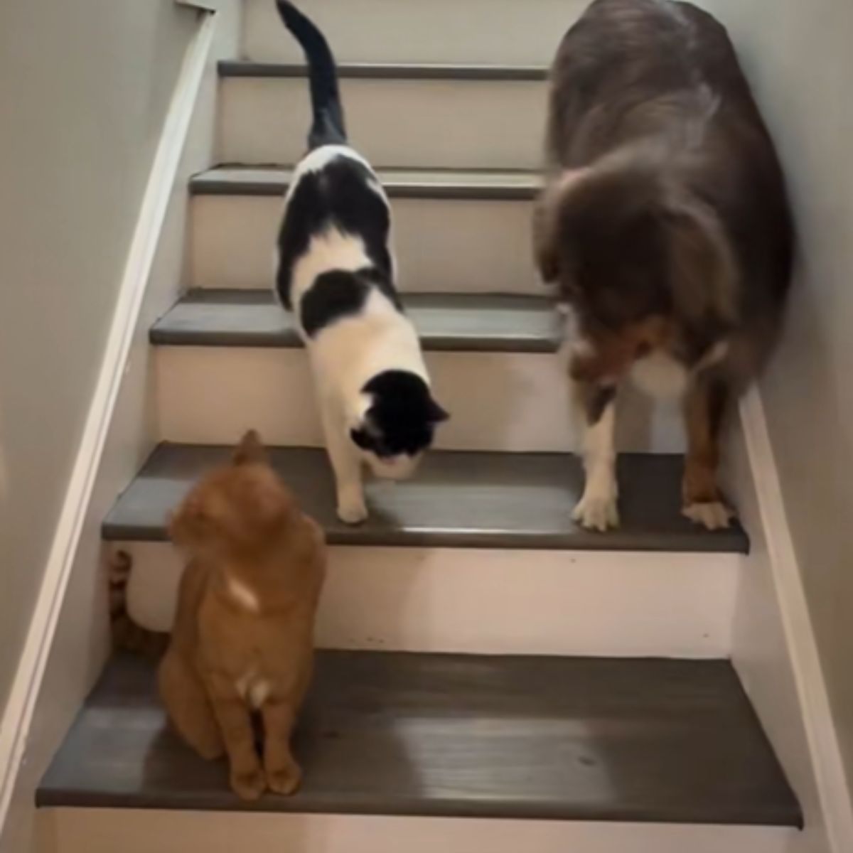 two cats and a dog on the stairs