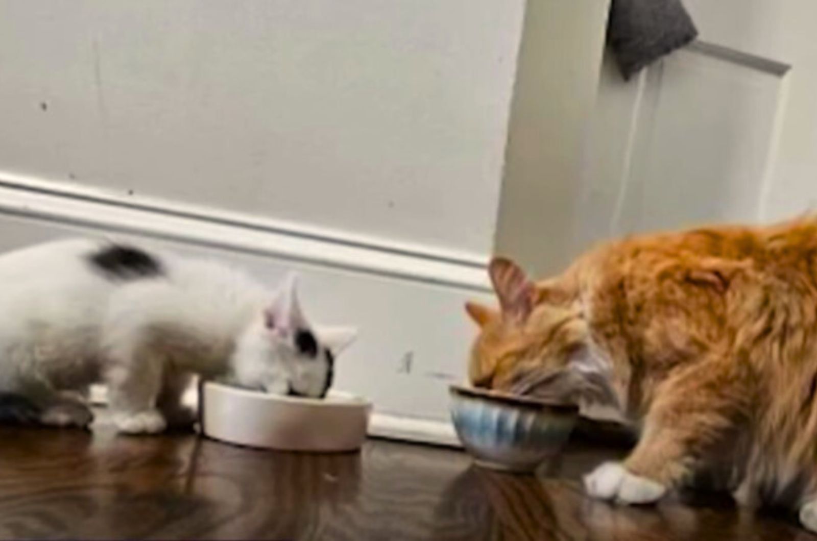 two cats eating