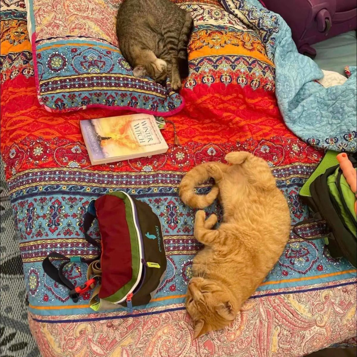 two cats enjoying