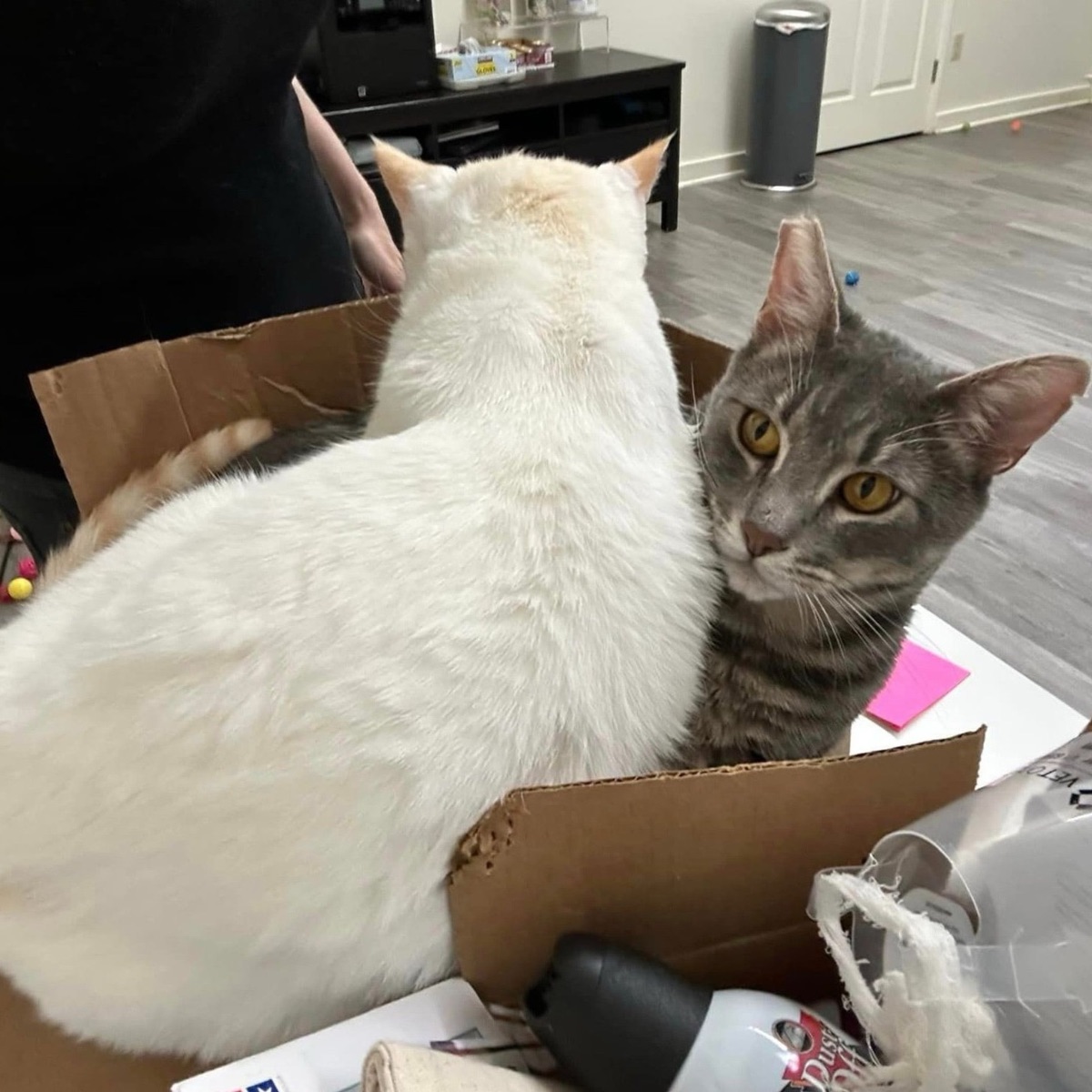 two cats in a box