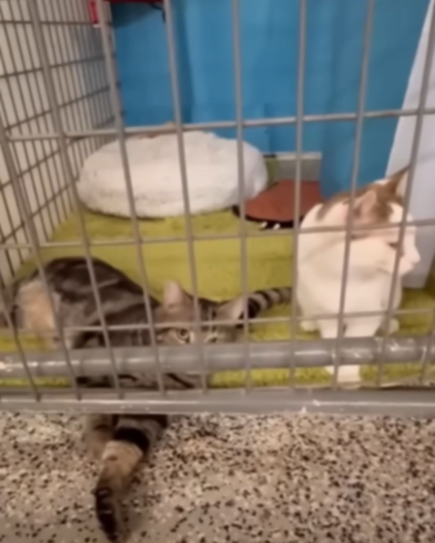 two cats in a cage
