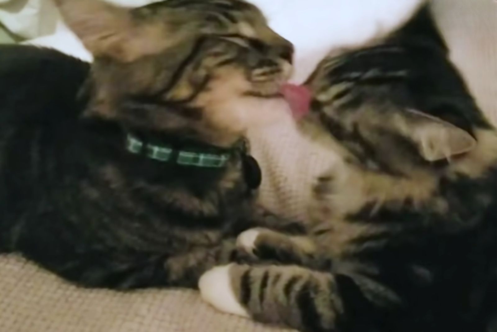 two cats licking each other