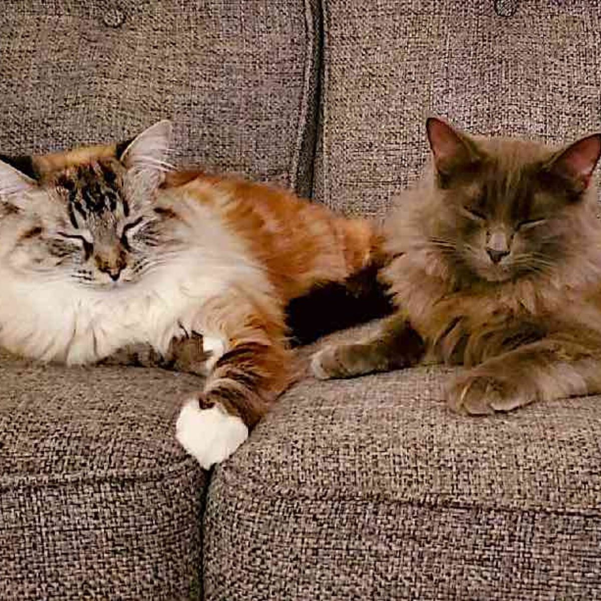 two cats napping