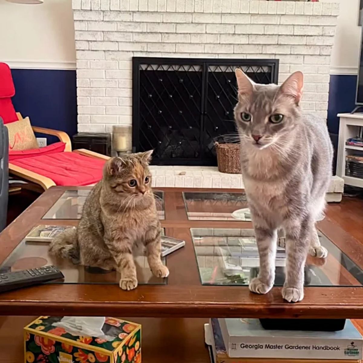 two cats on table