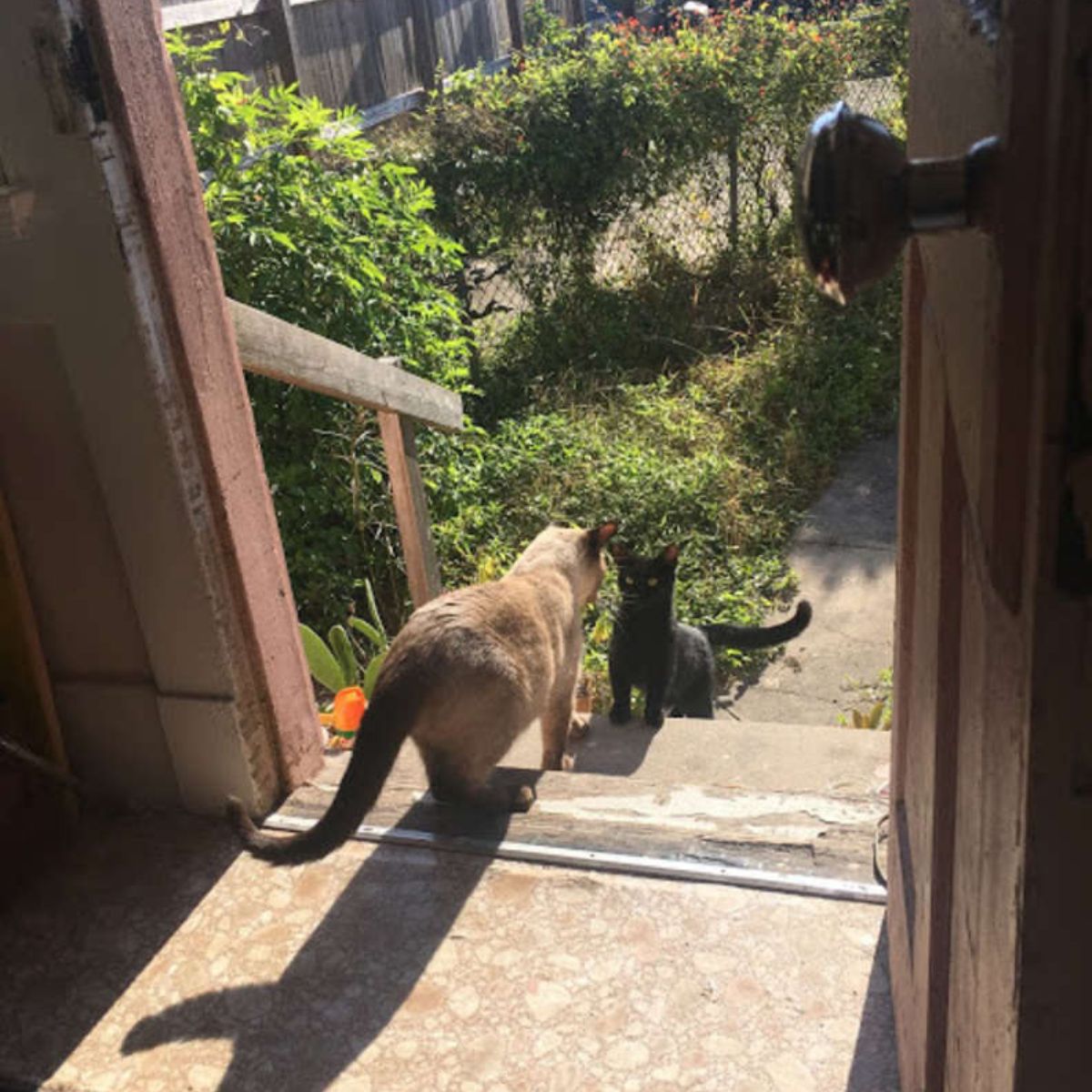 two cats on the stairs