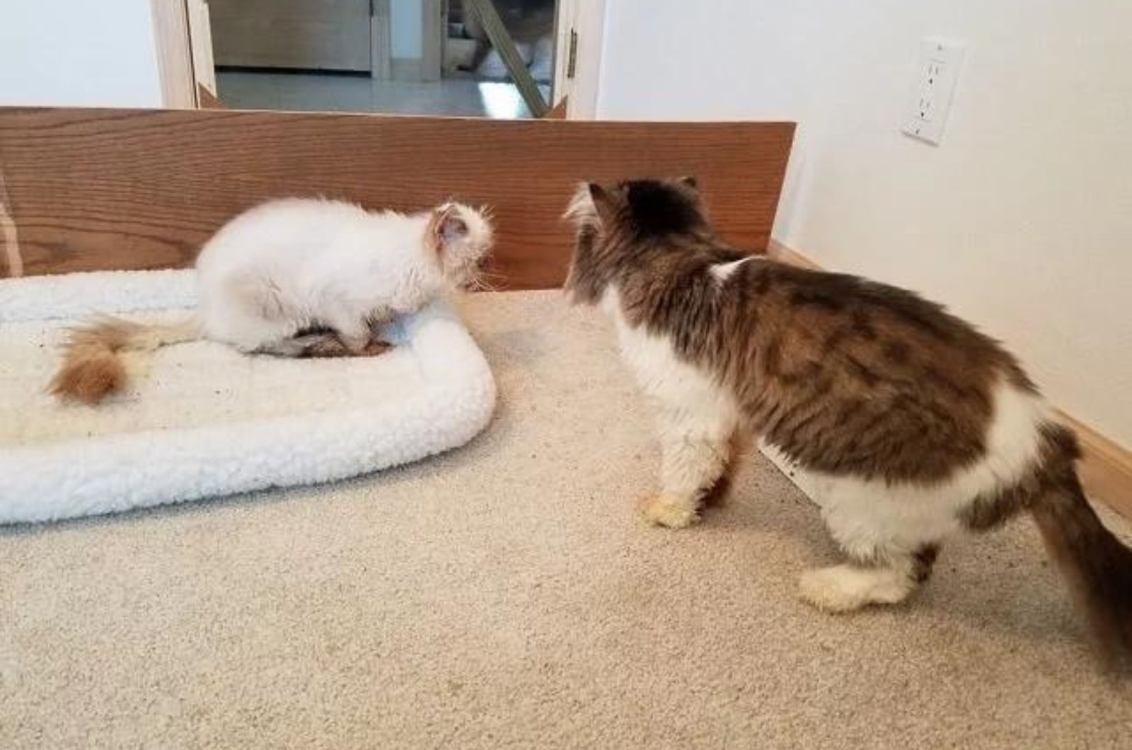 two cats