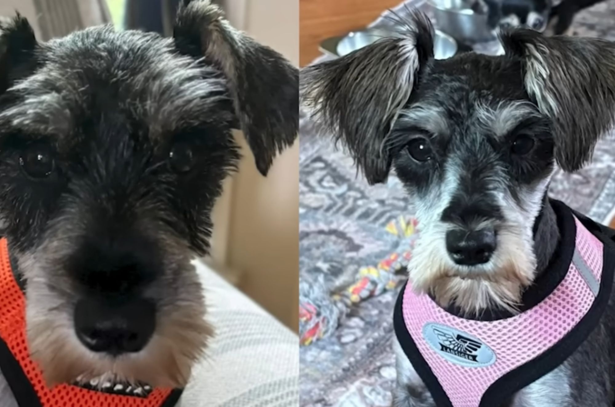 two clipped and bathed puppies