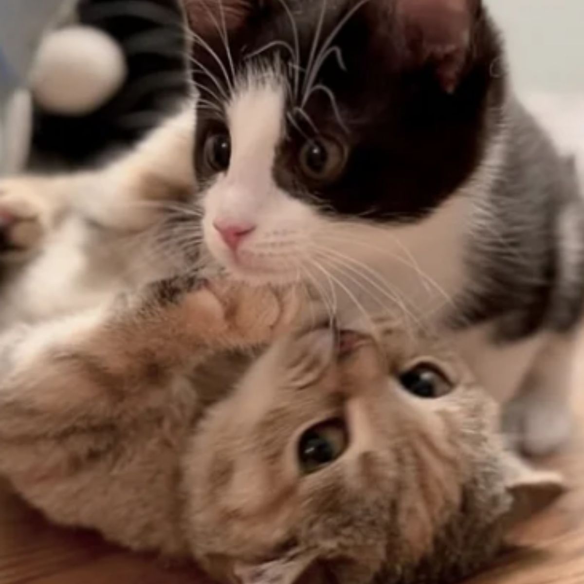 two cute cats