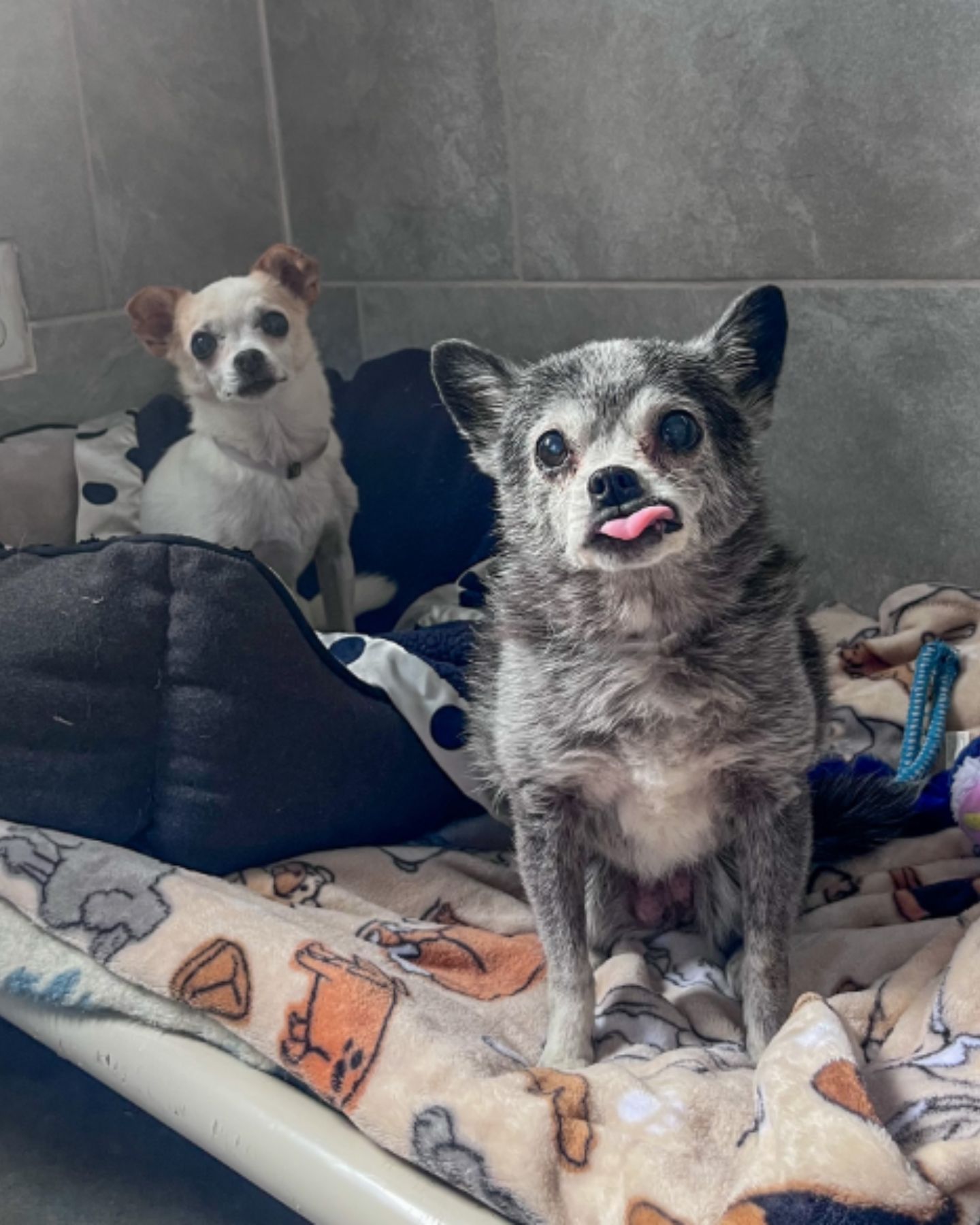 two cute dogs in shelter