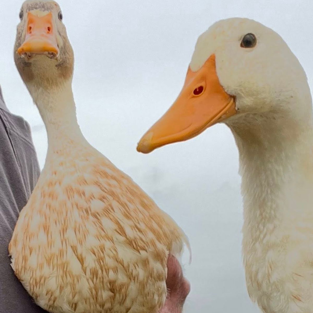 two cute ducks