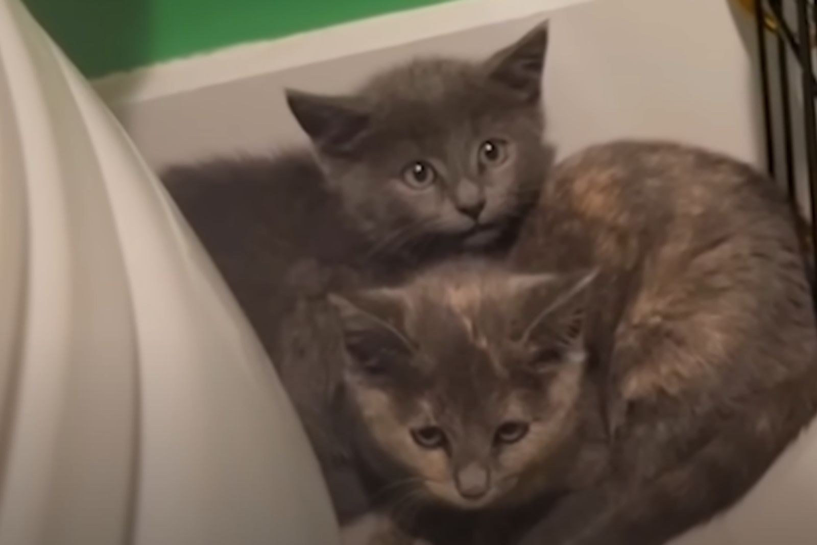 two cute kittens