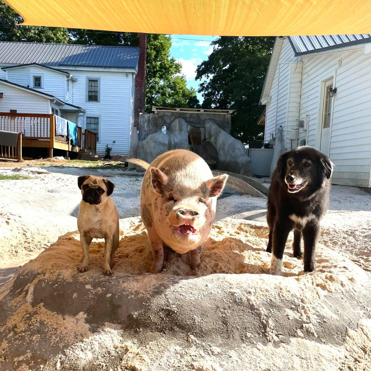 two dogs and a pig