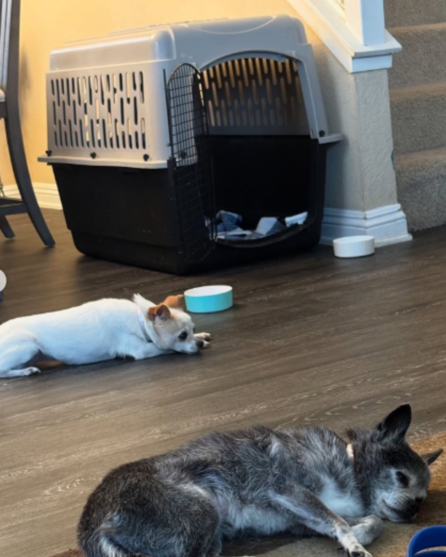 two dogs are lying on the floor in the house