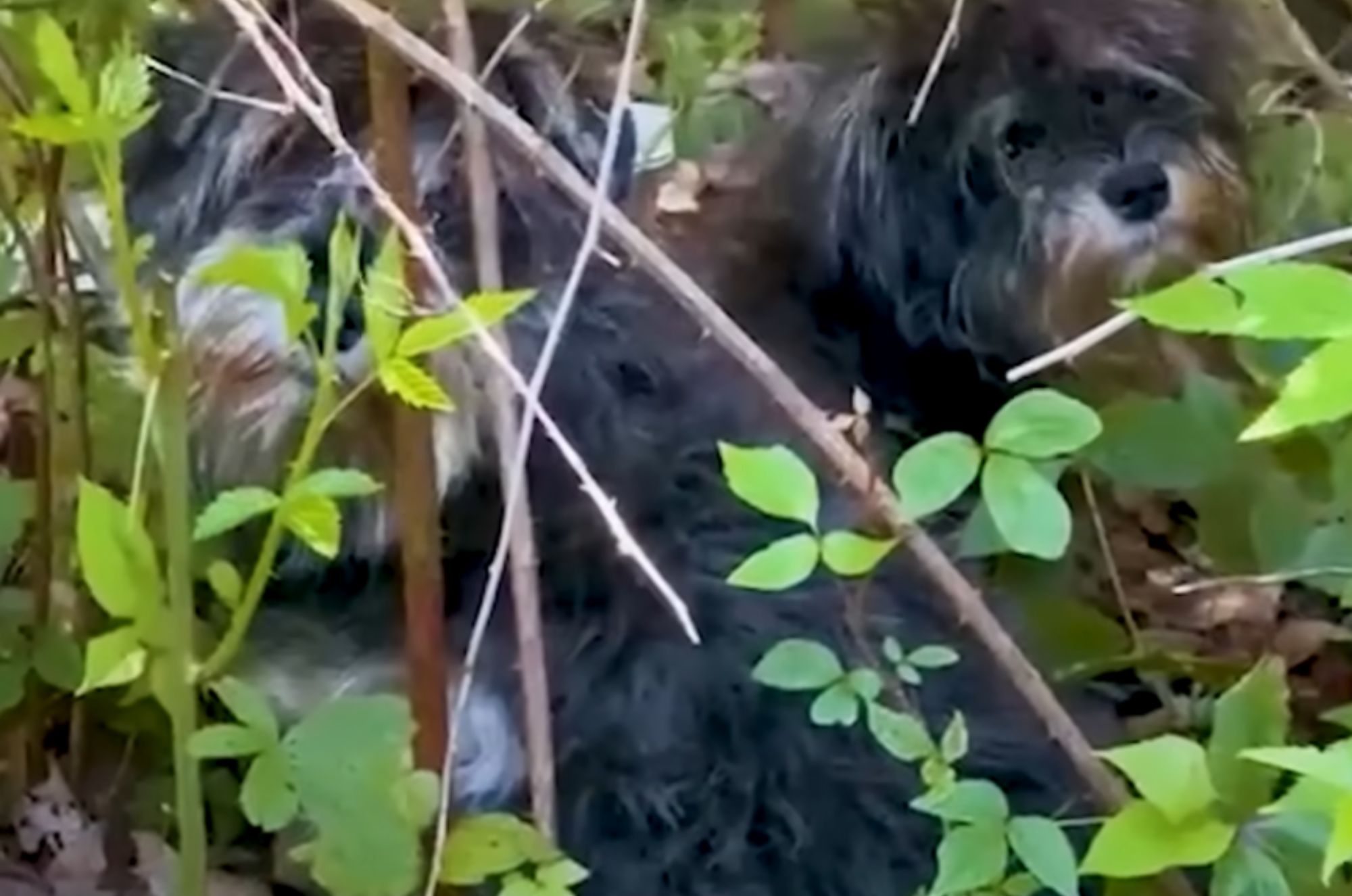 two dogs in the forest