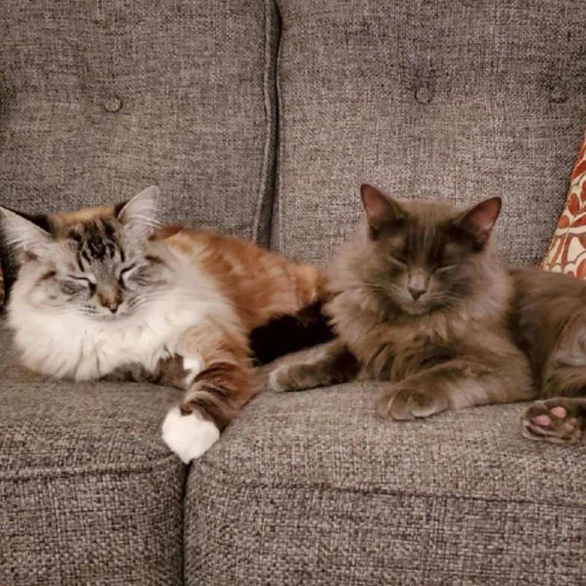 two fluffy cats are lying down