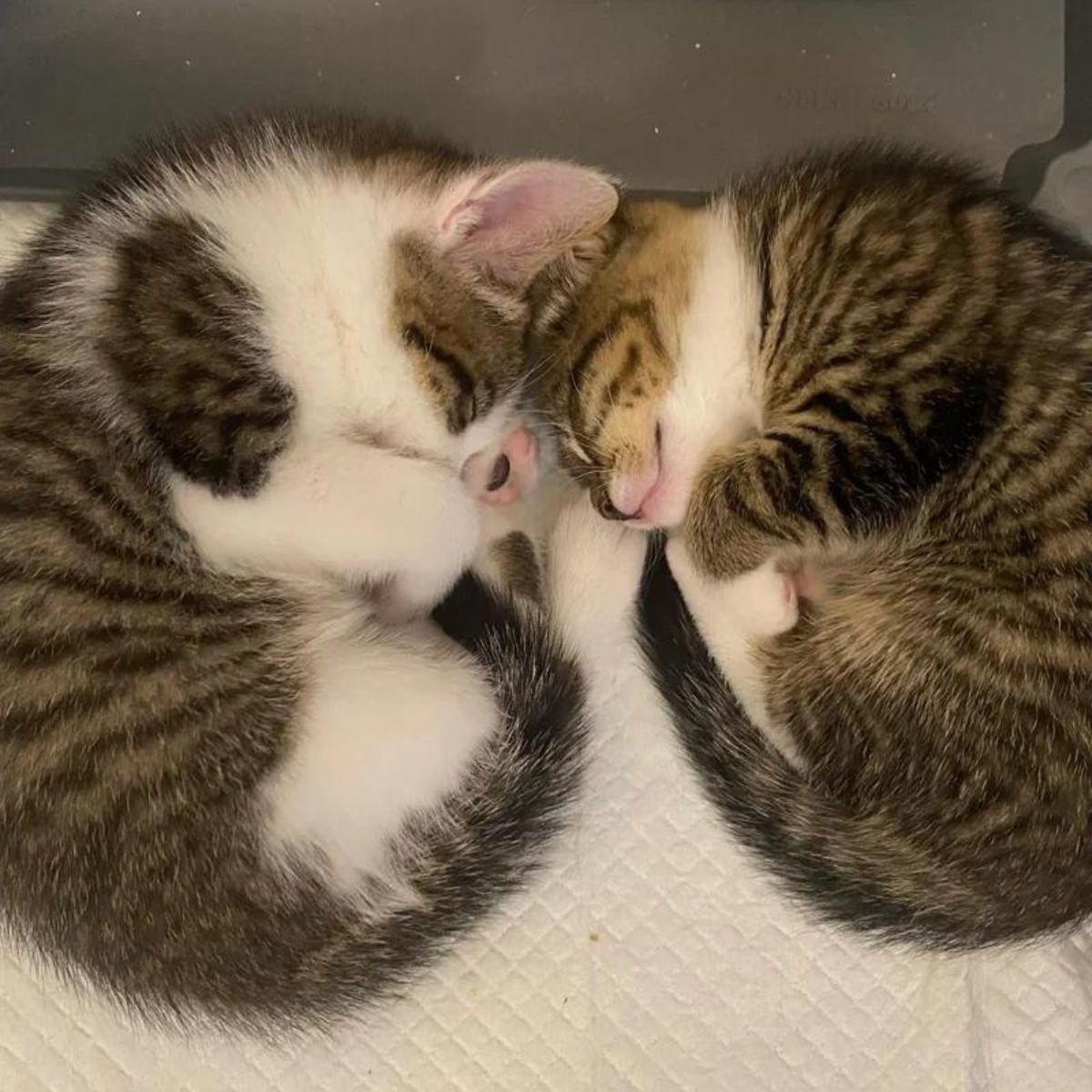 two kittens are sleeping peacefully