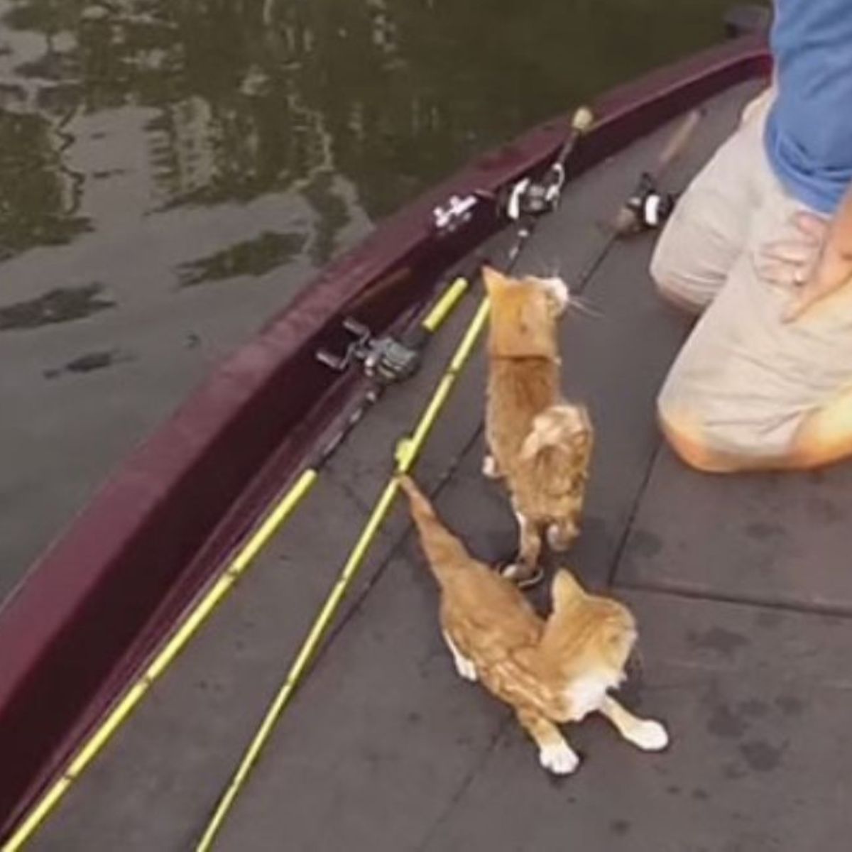 two scared cats on boat