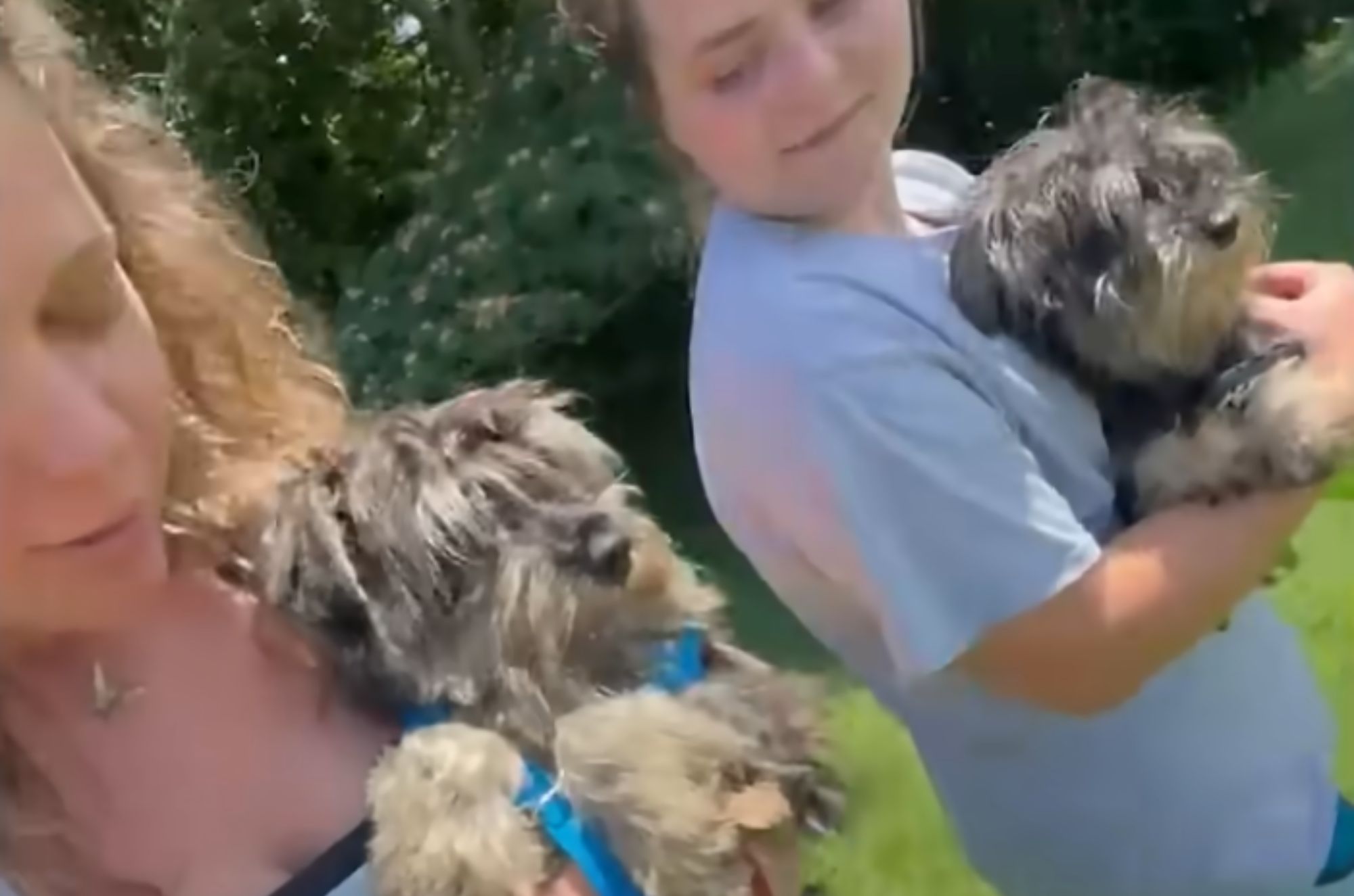 two schnauzers with two women