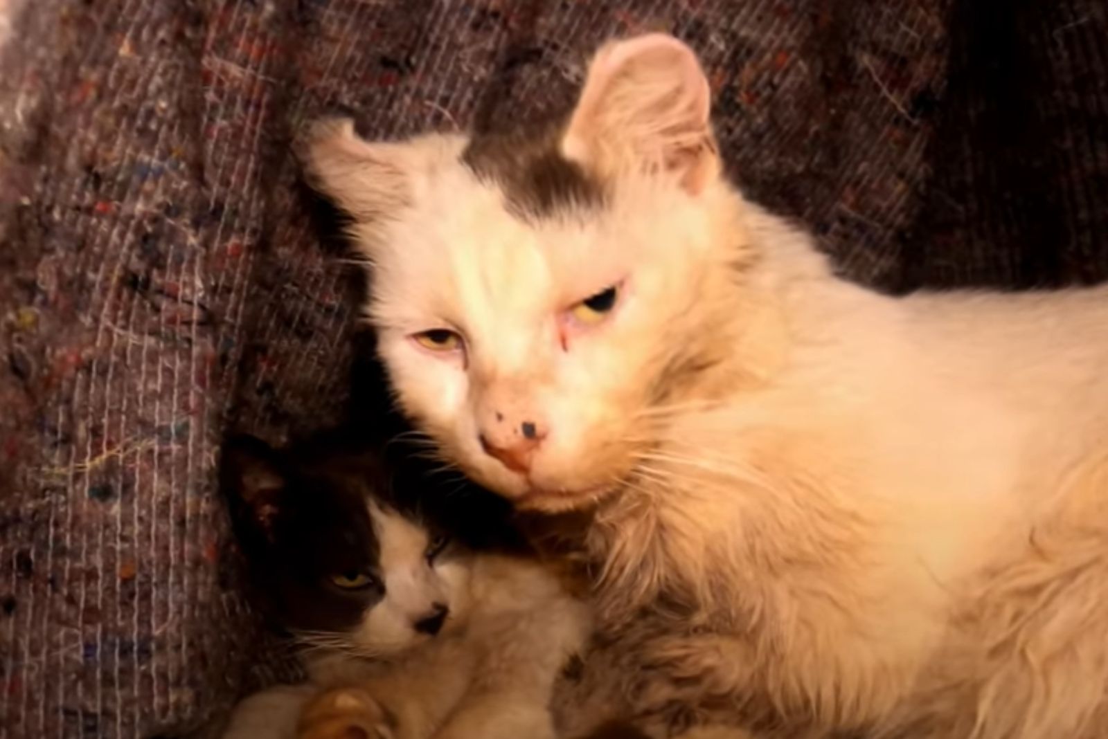 two senior cats lying down