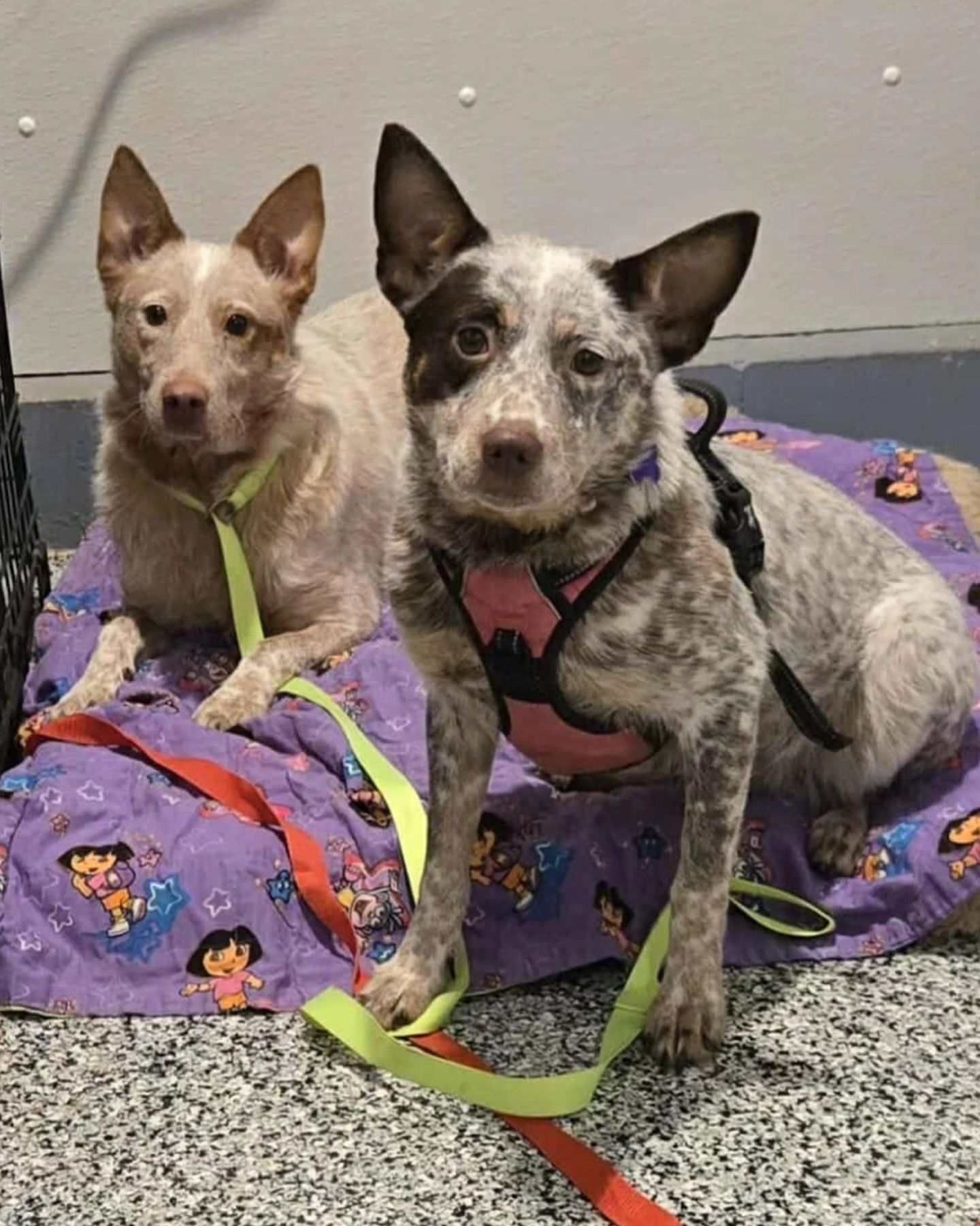 two senior dogs