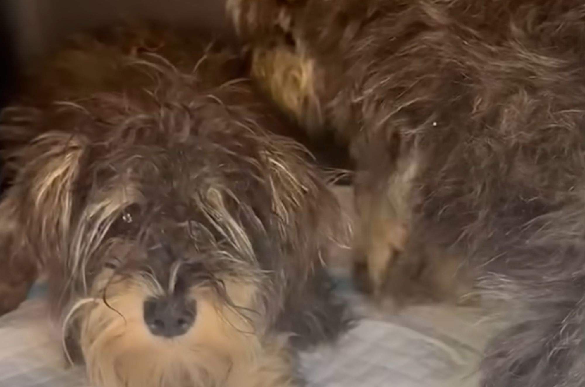 two shaggy dogs are lying down