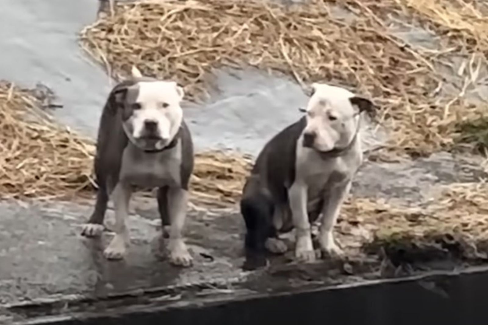 two similar pit bulls