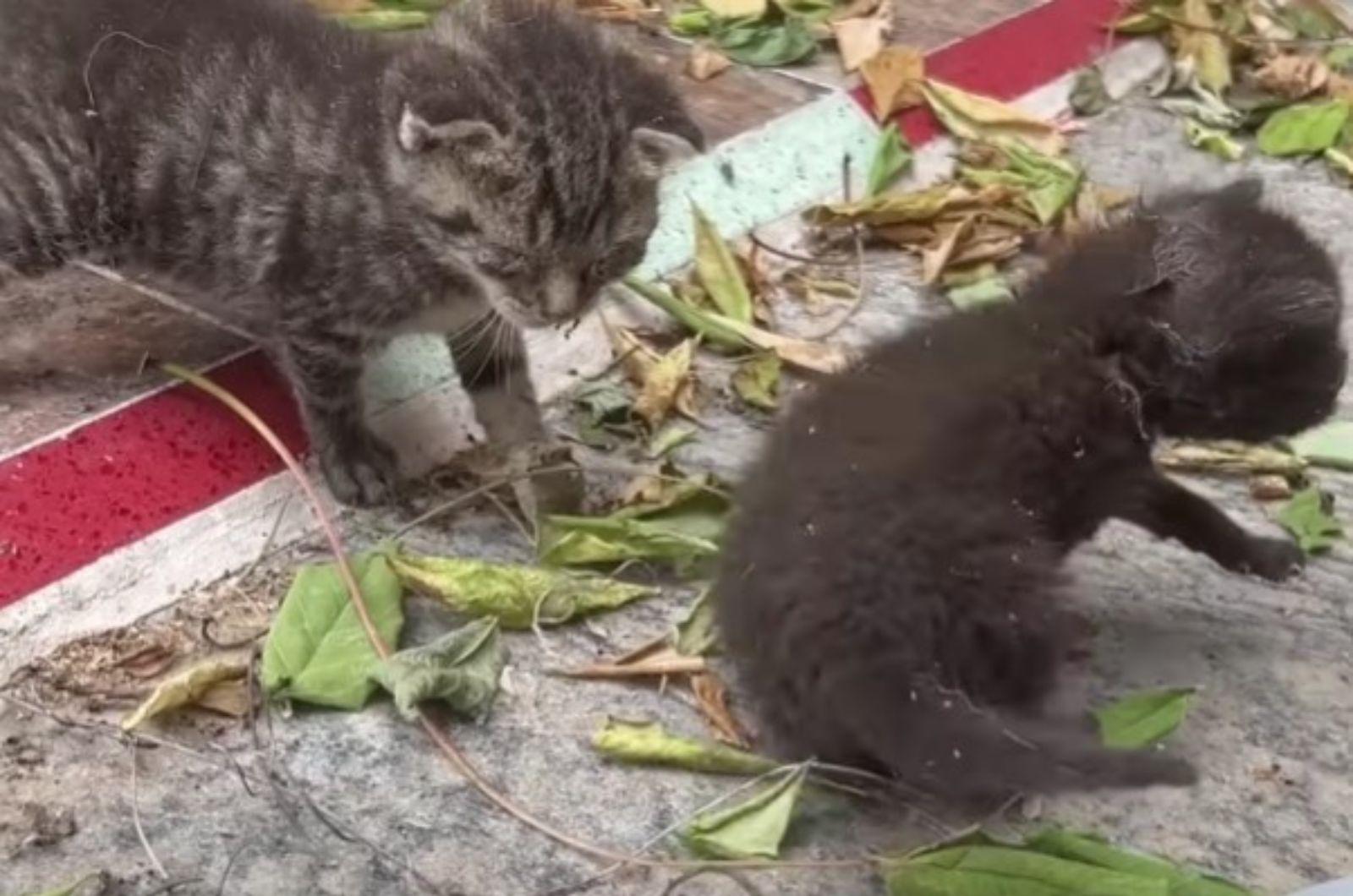 two small abandoned kittens on the street