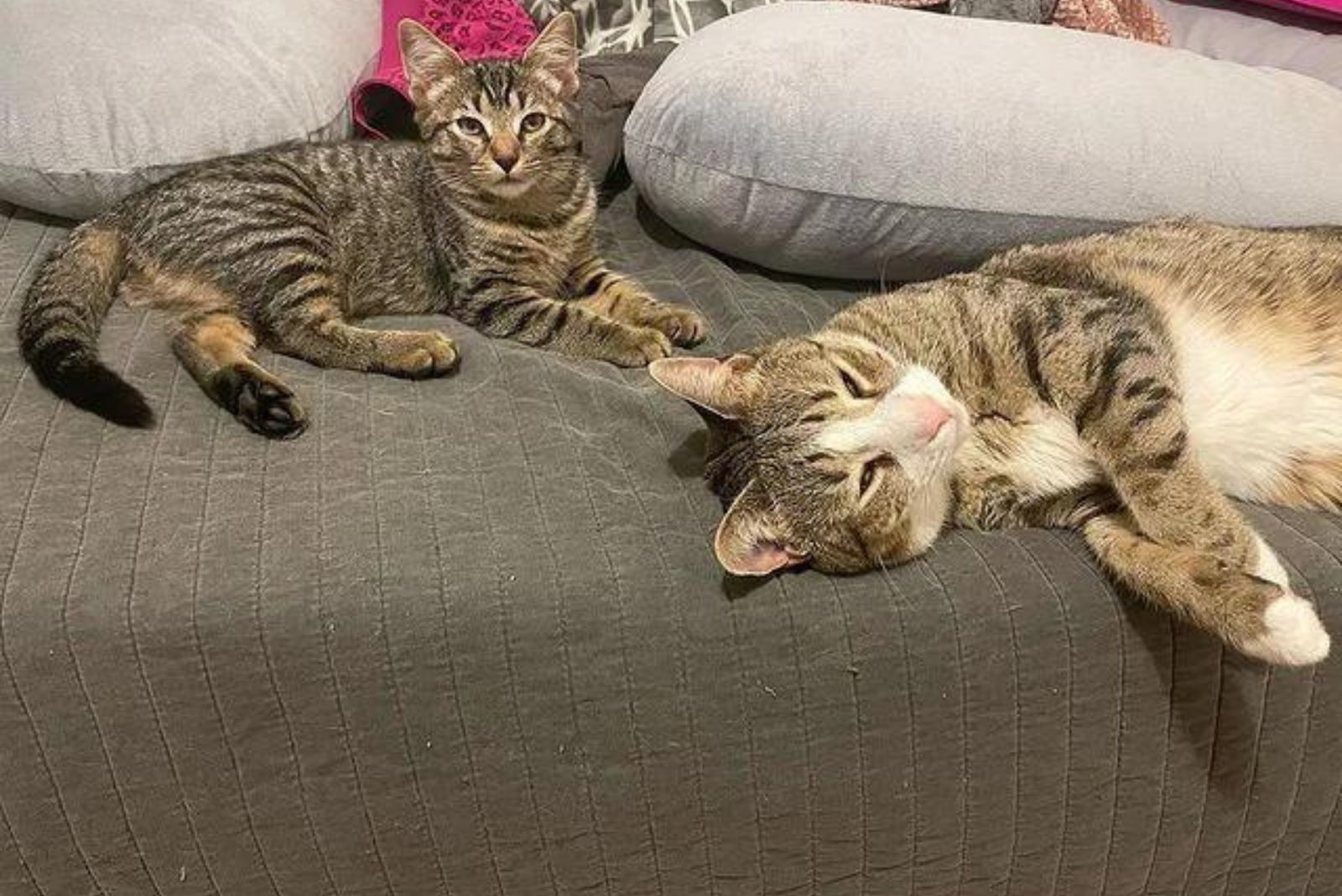 two twin cats on the sofa
