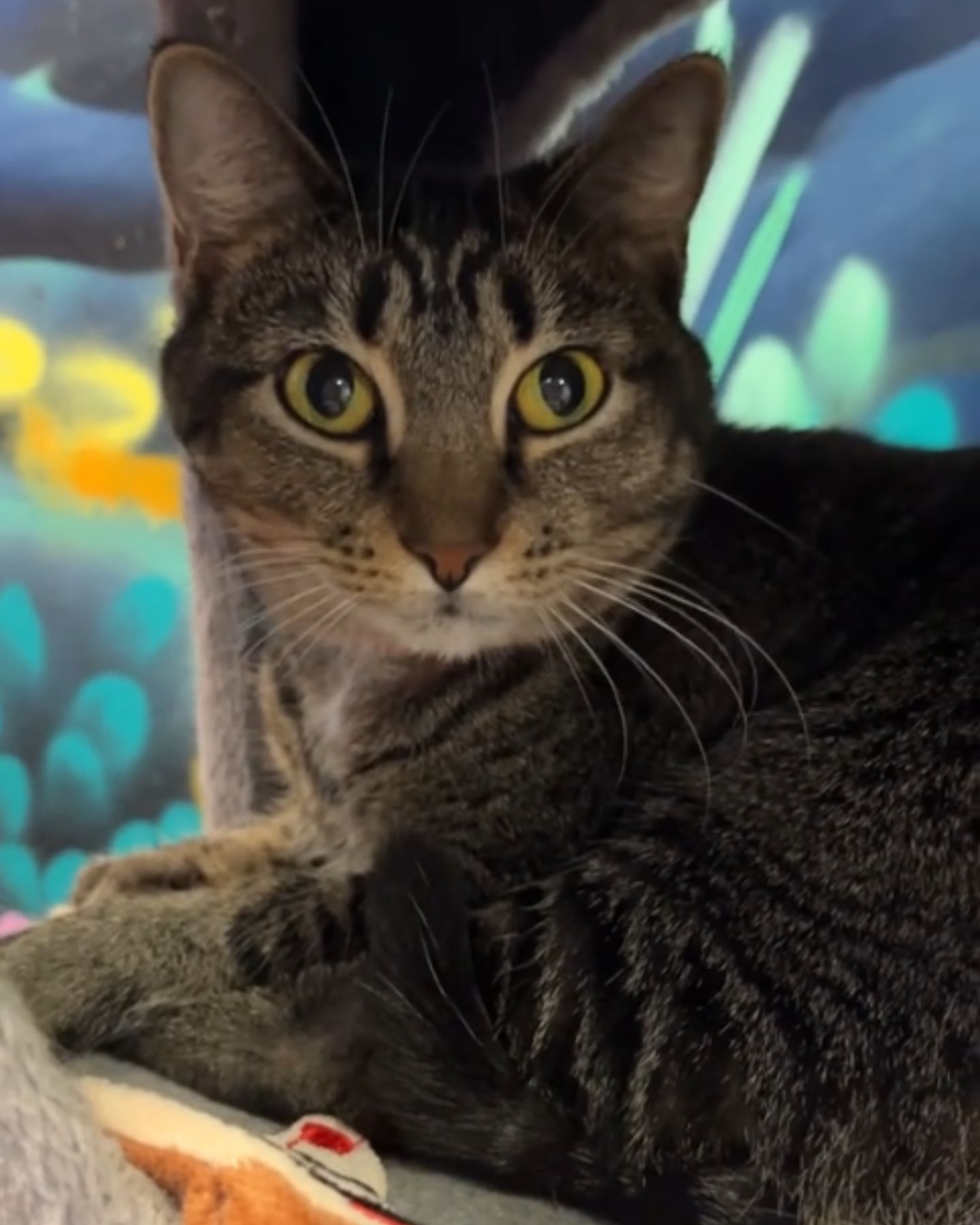 very beautiful senior cat