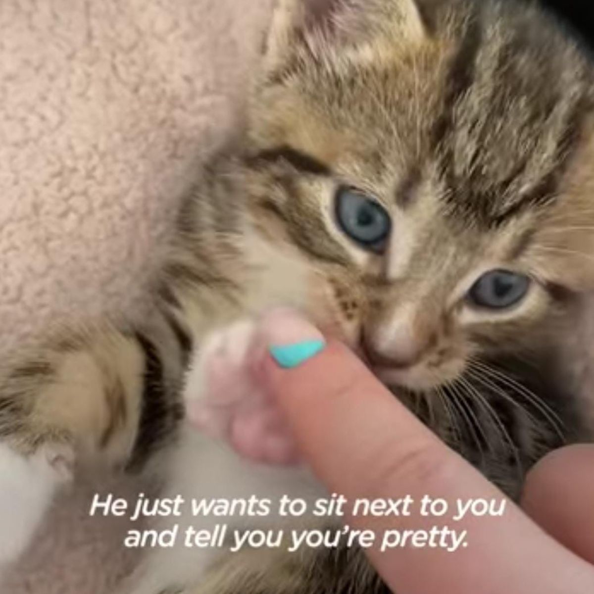 very cute kitten with blue eyes