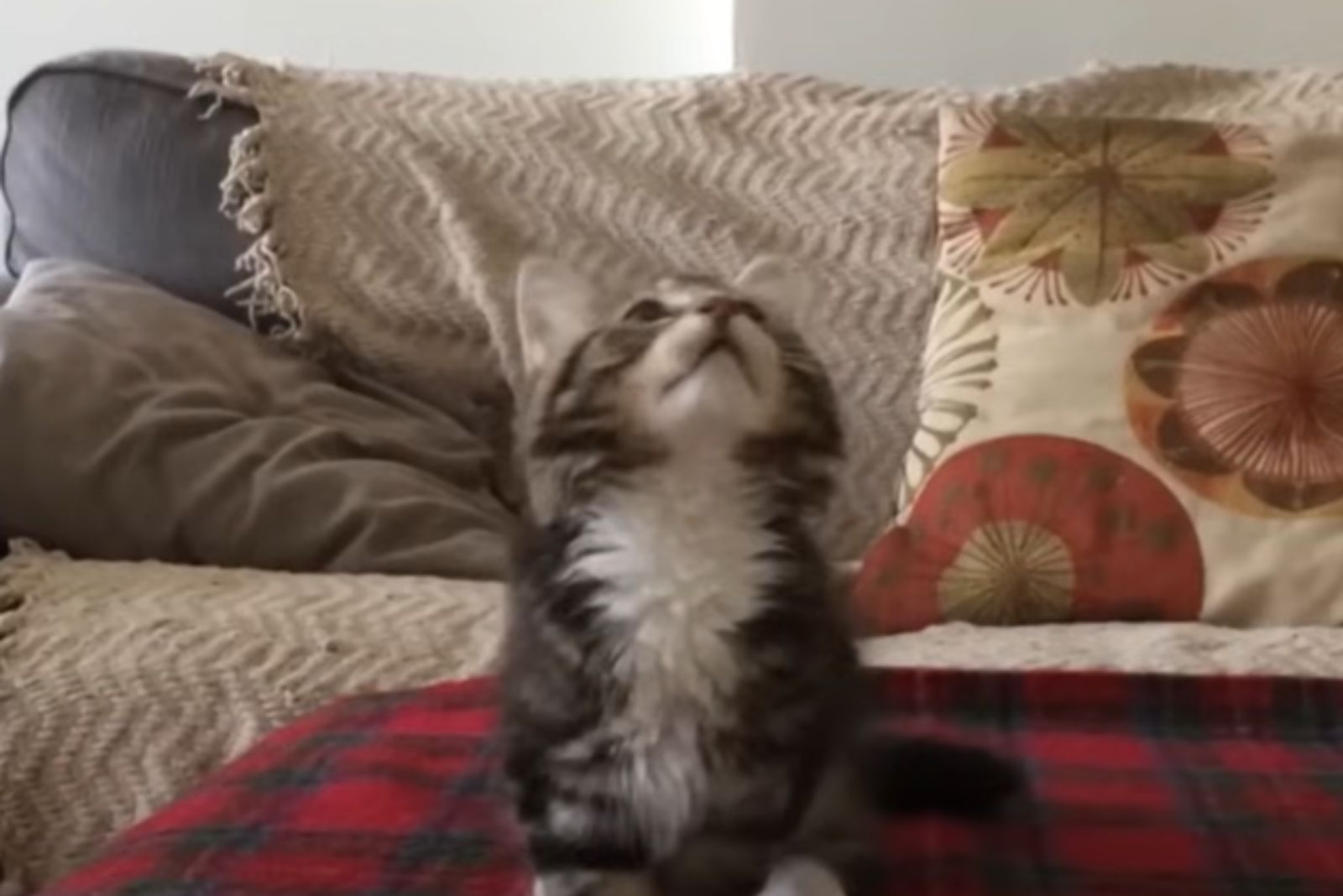 very cute kitty