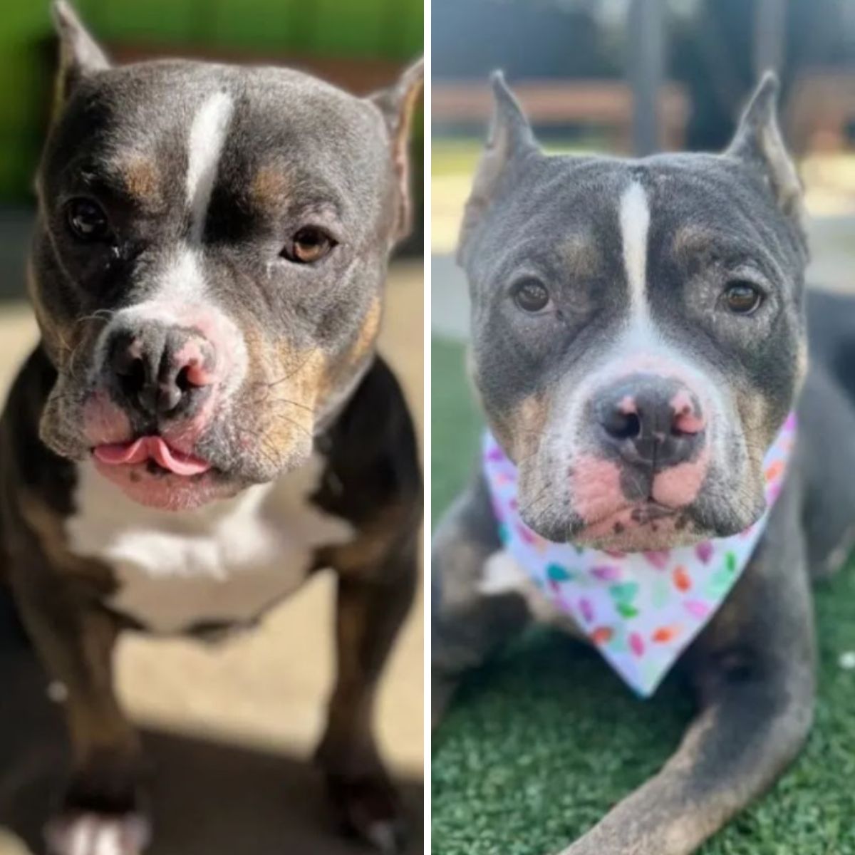 very cute senior dog