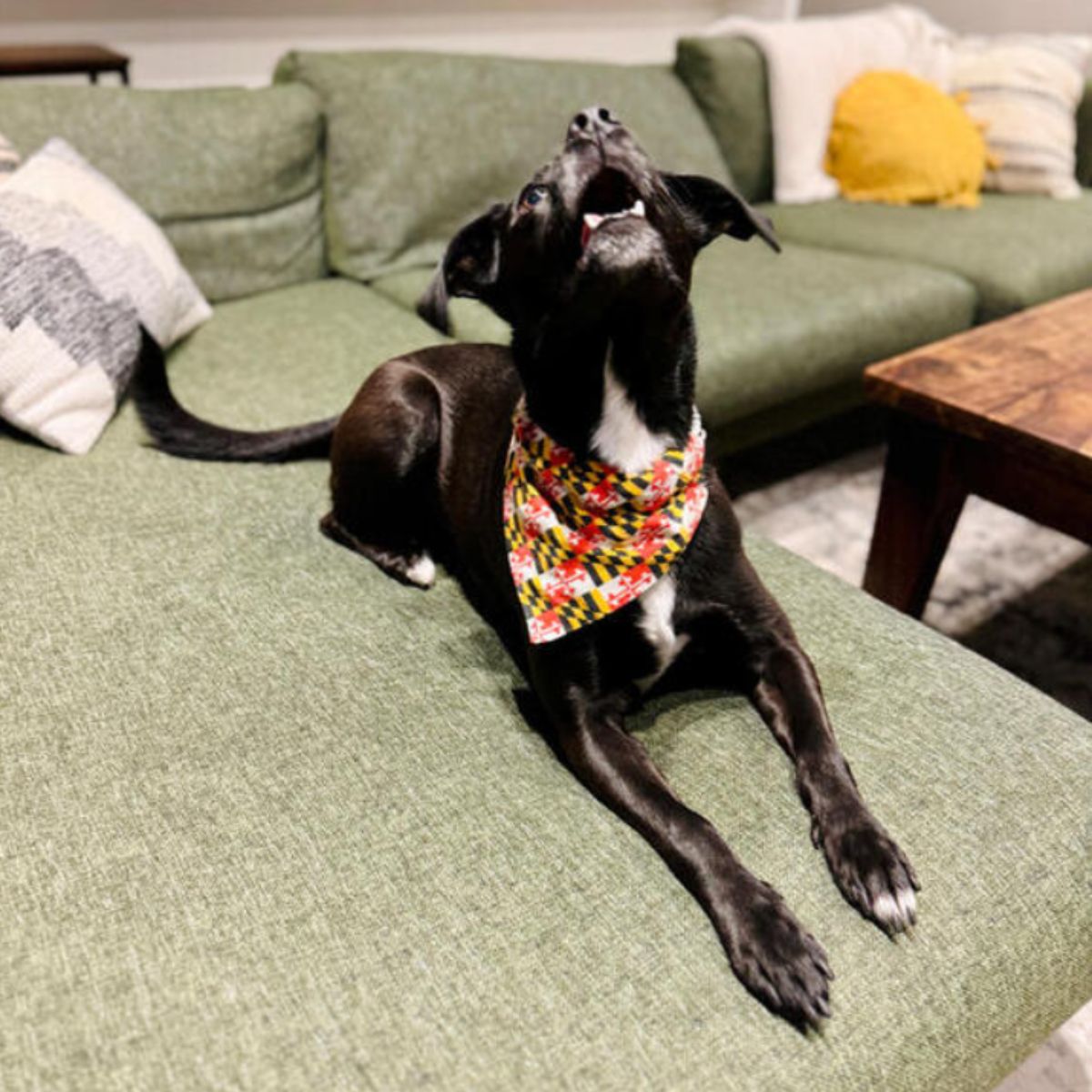 very happy pup in the house