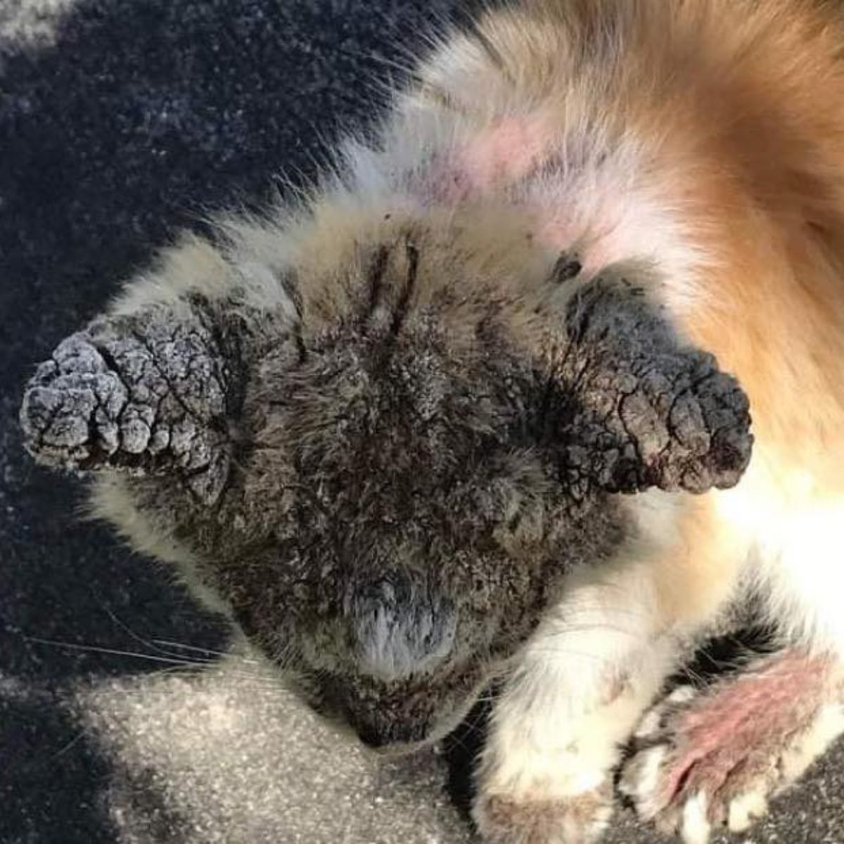 very neglected cat