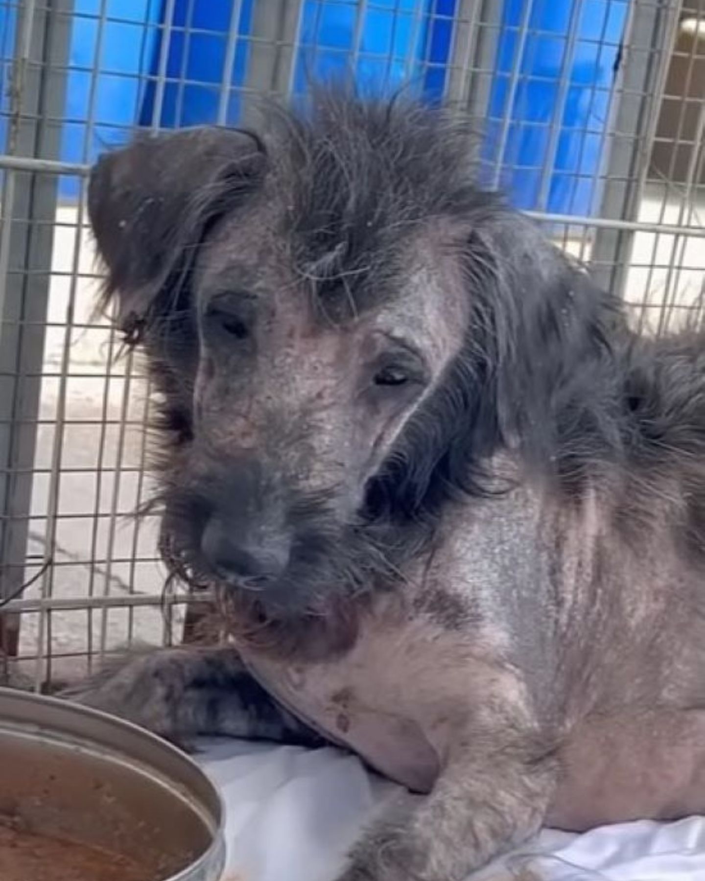 very neglected dog in a cage