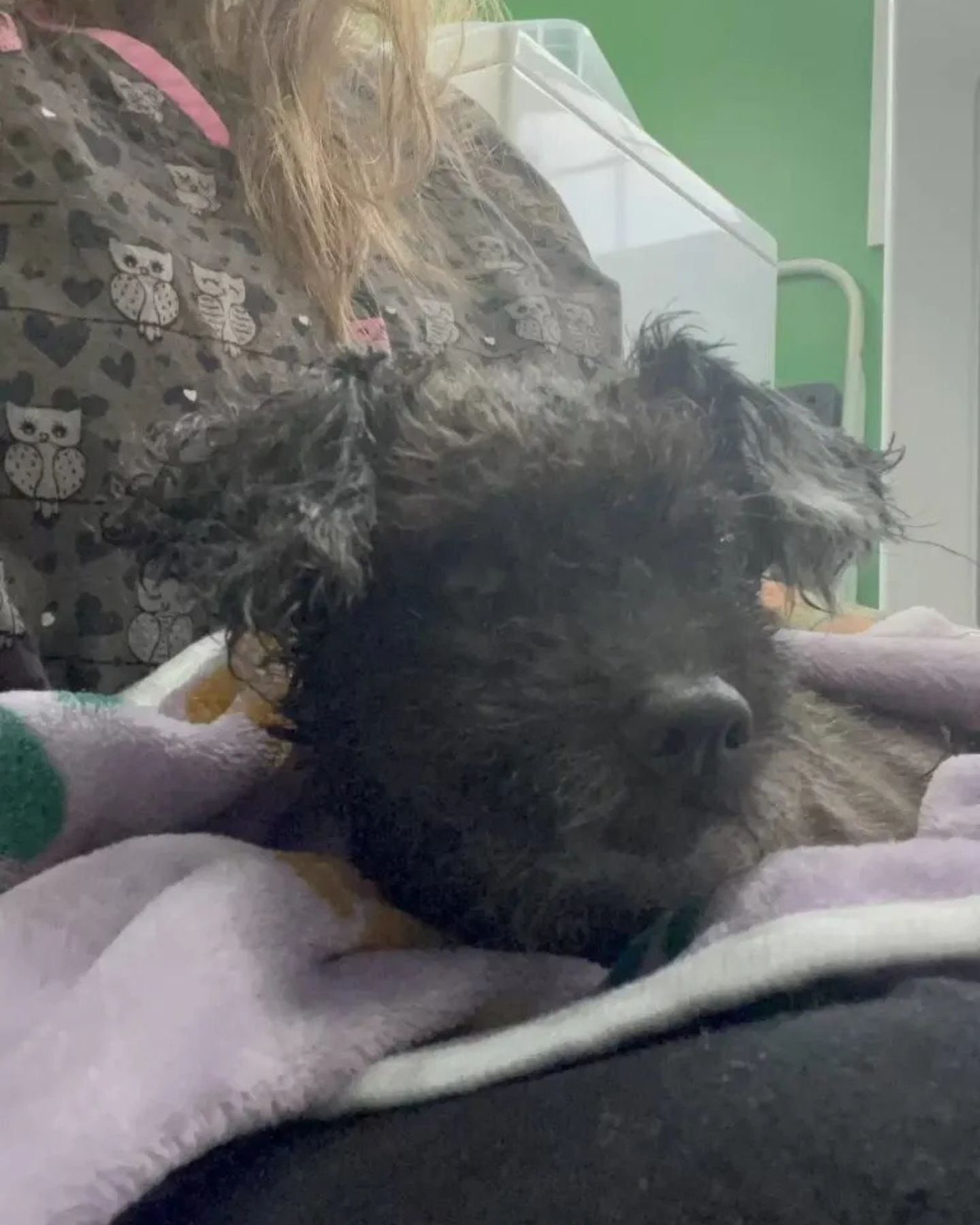very neglected dog