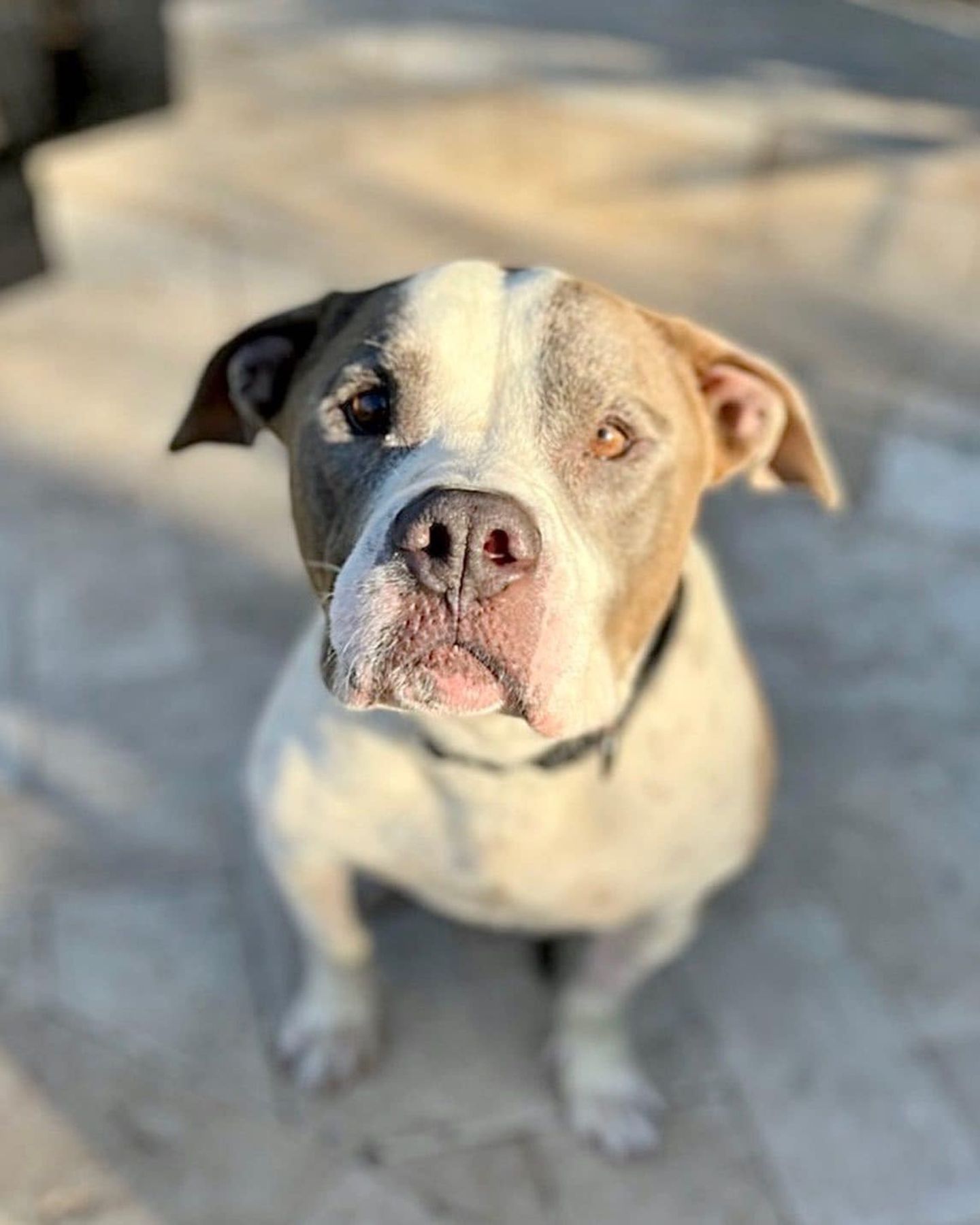 very nice senior dog