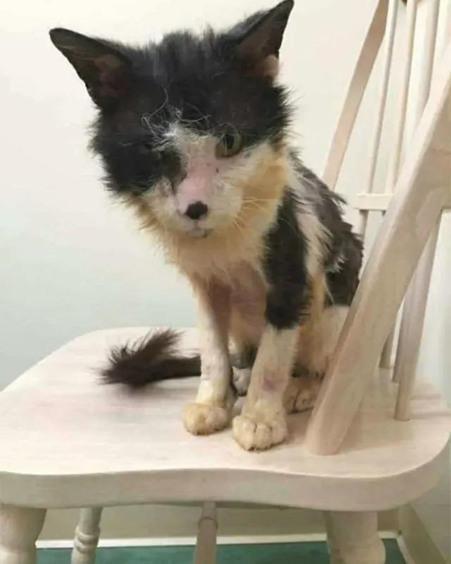 very poor cat