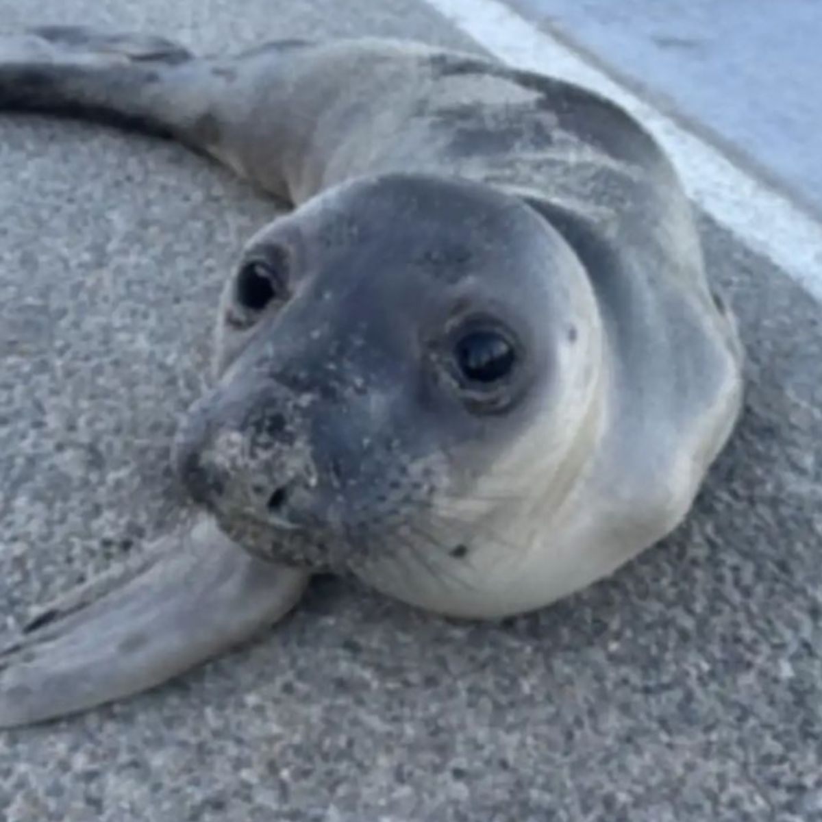 very sad baby elephant seal