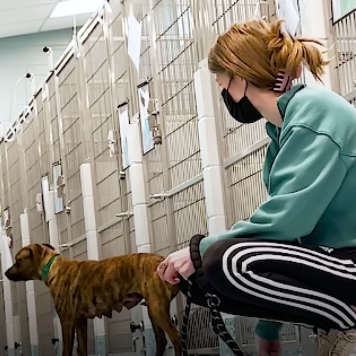 very sad dog in the shelter