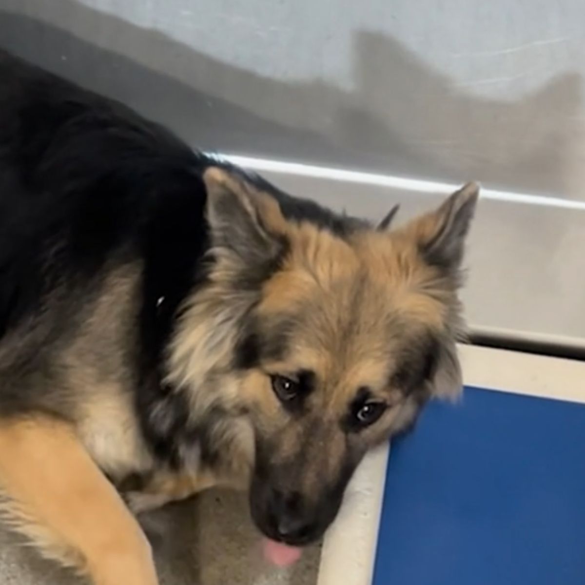 very sad dog
