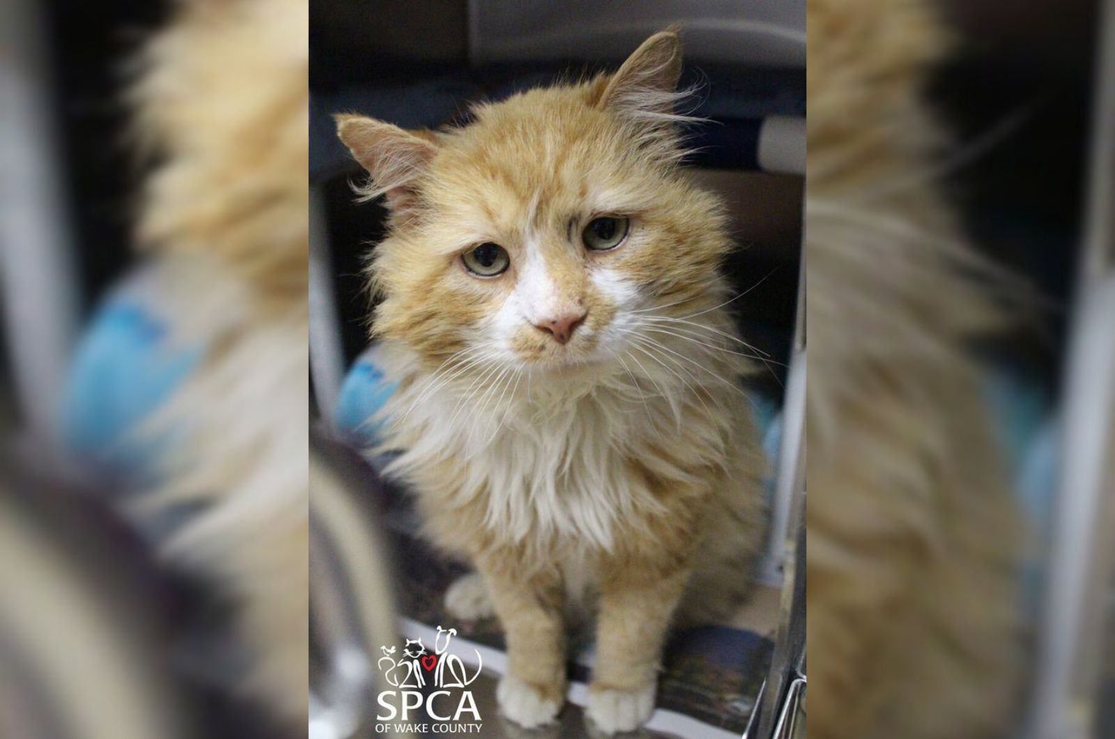 very sad senior ginger cat