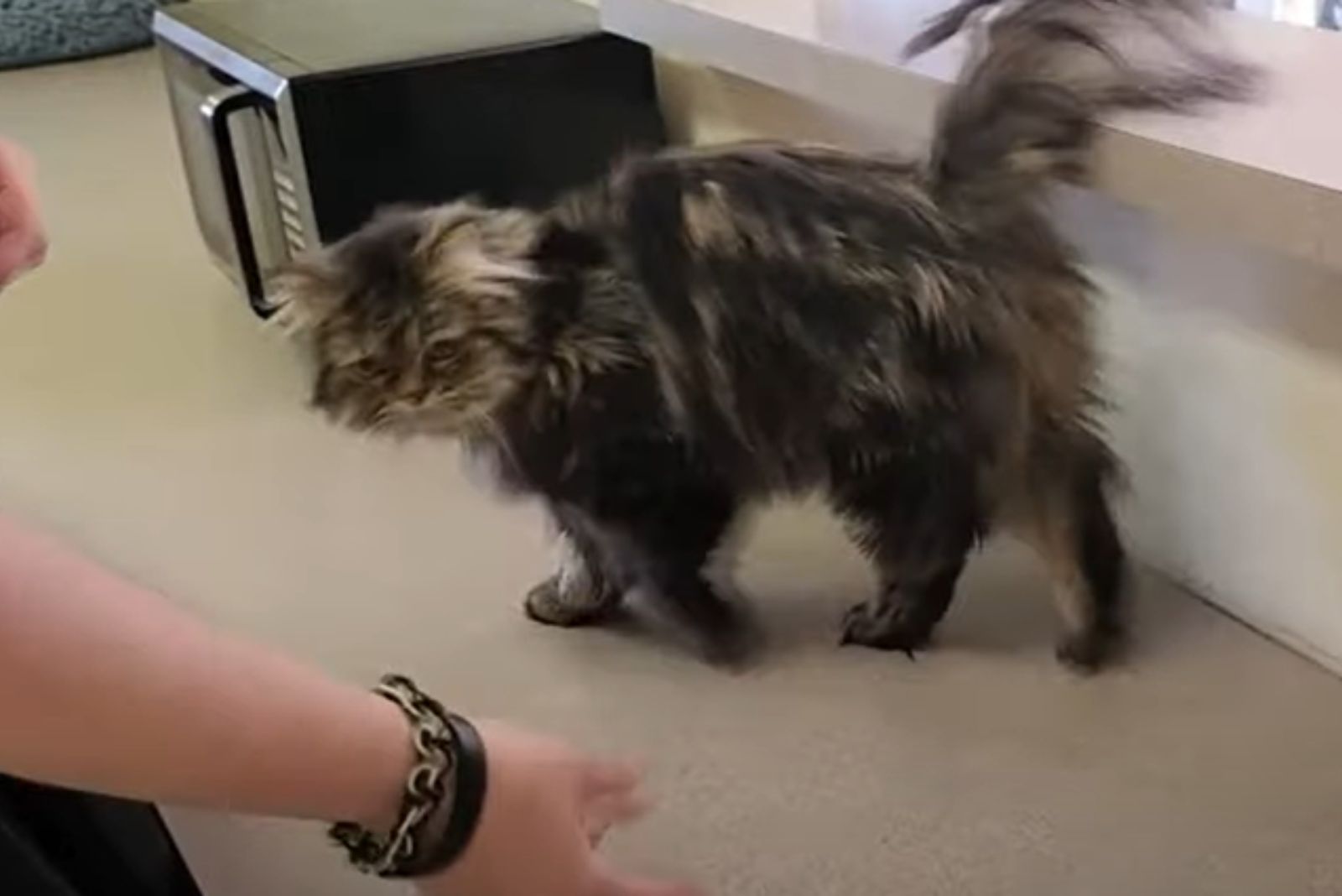 very scared cat