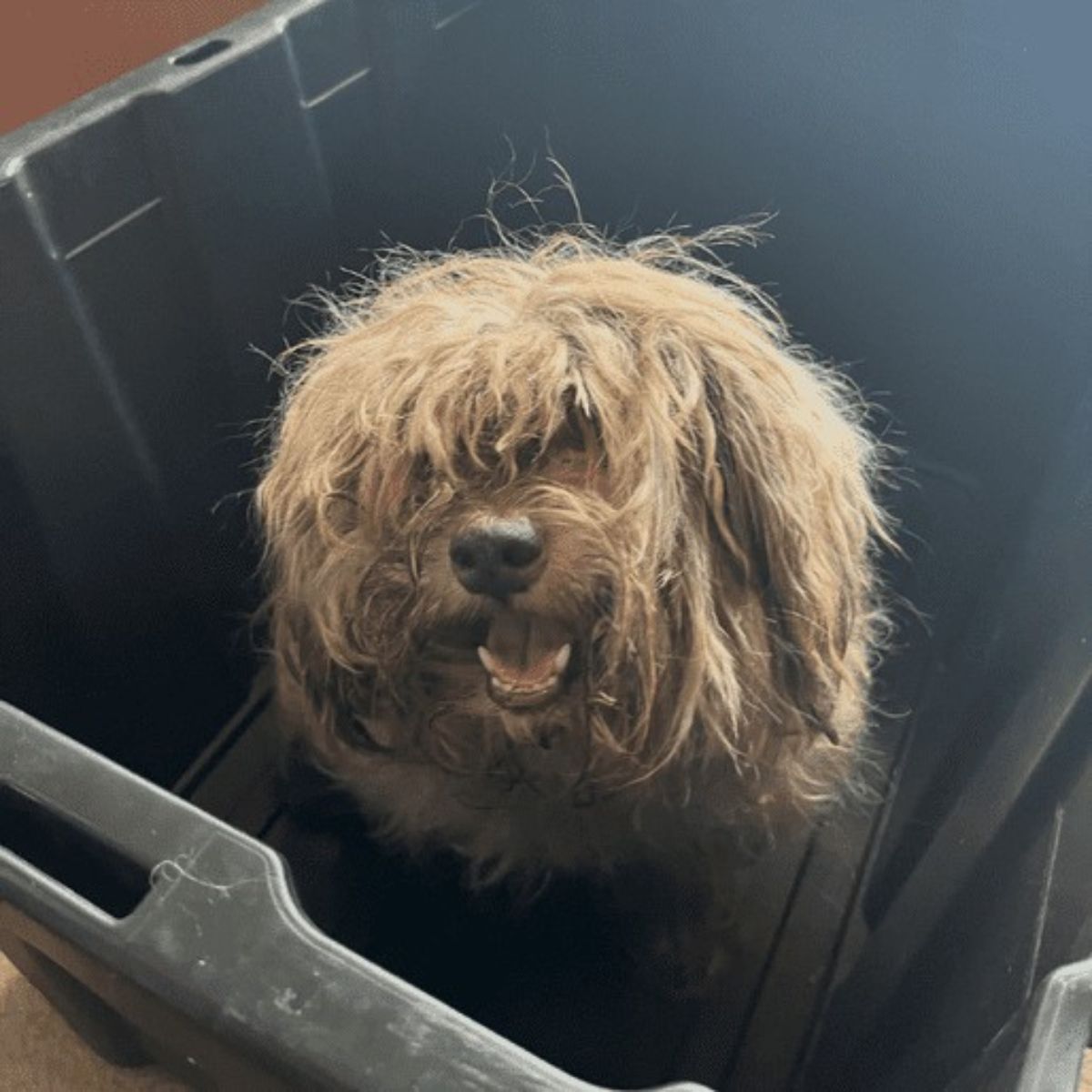 very shaggy neglected dog