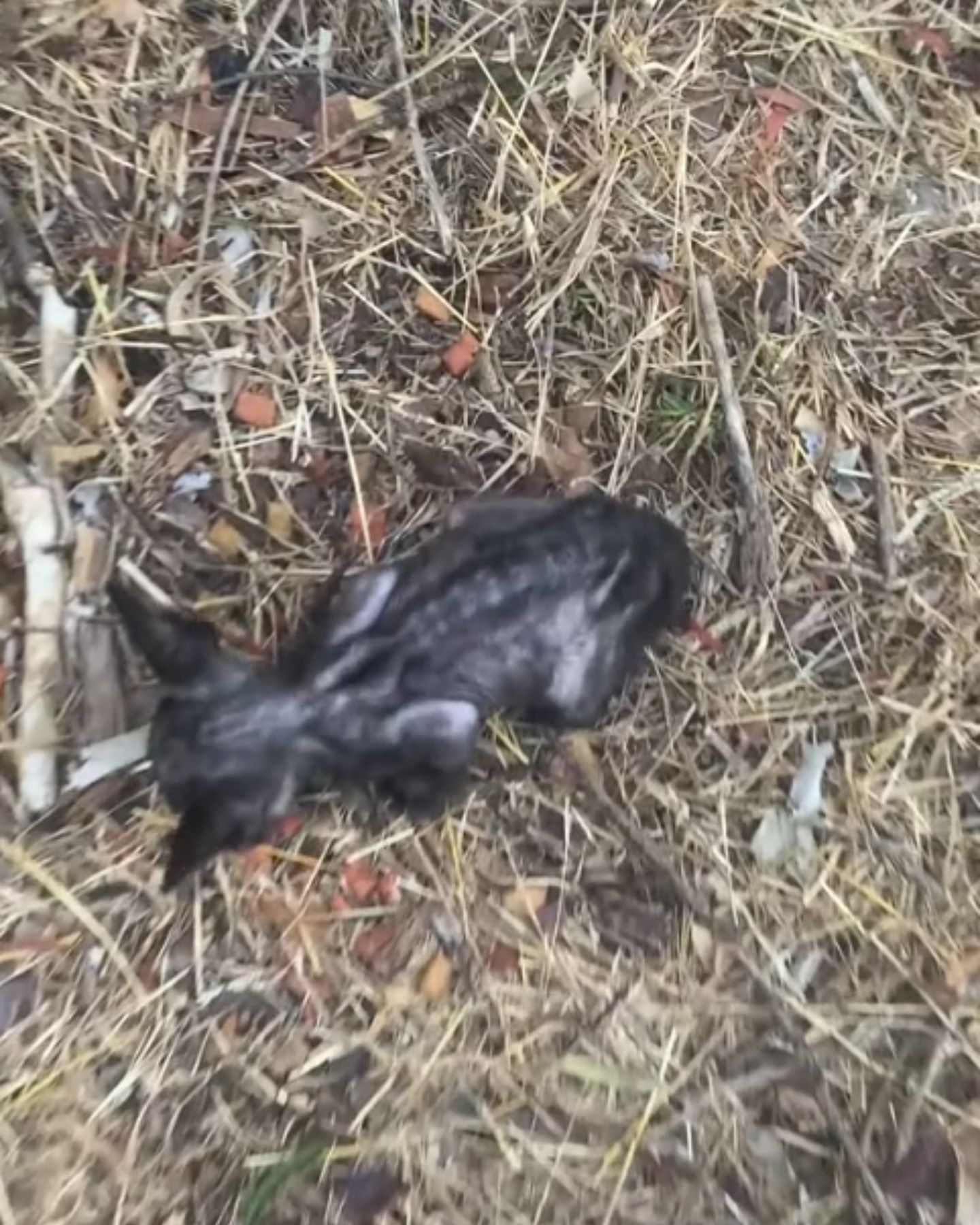 very skinny kitten found in grass