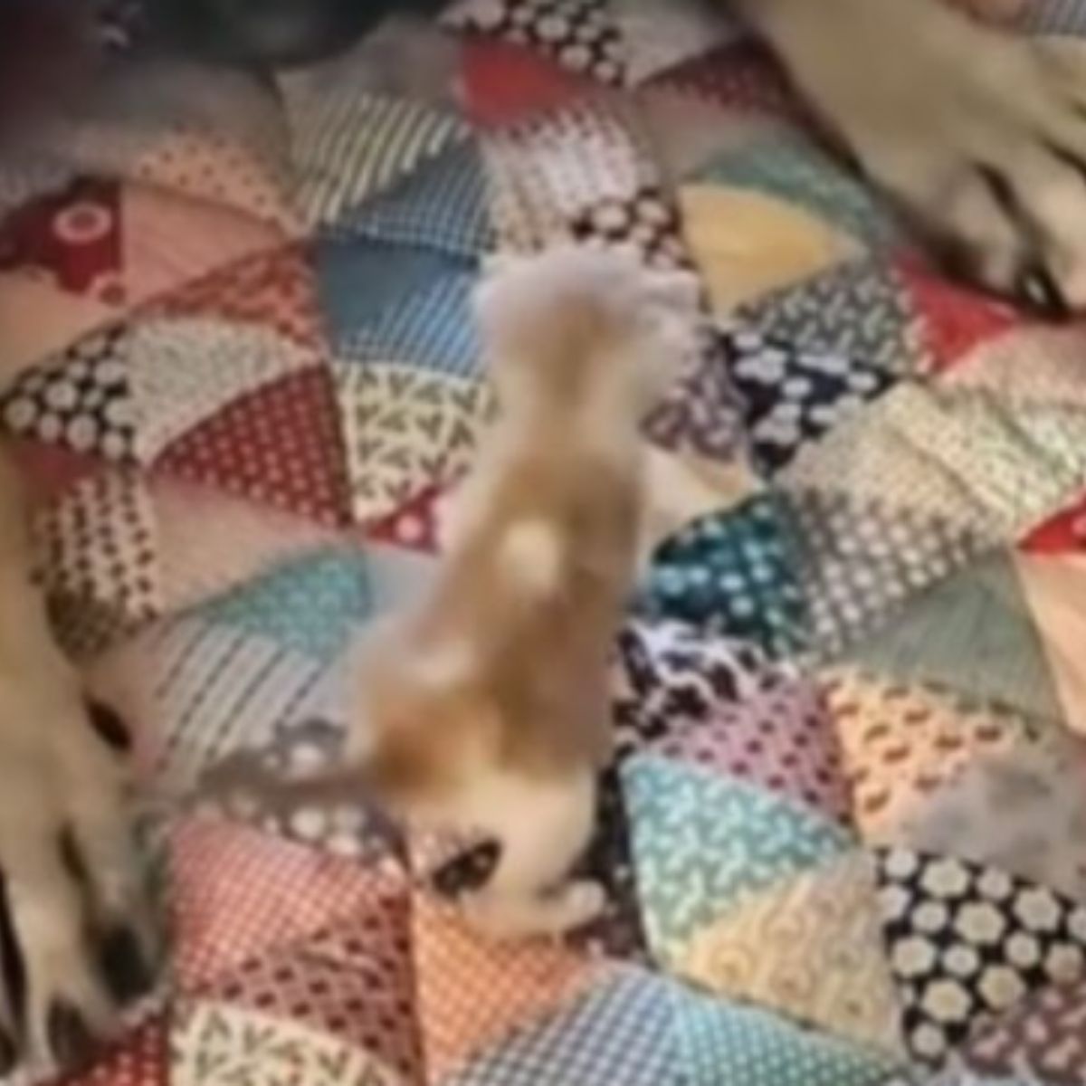 very small kitten
