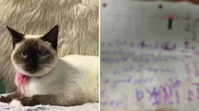 Cat Shows Up At Illinois Shelter With Child’s Gut-Wrenching Note Attached To Her Pink Collar