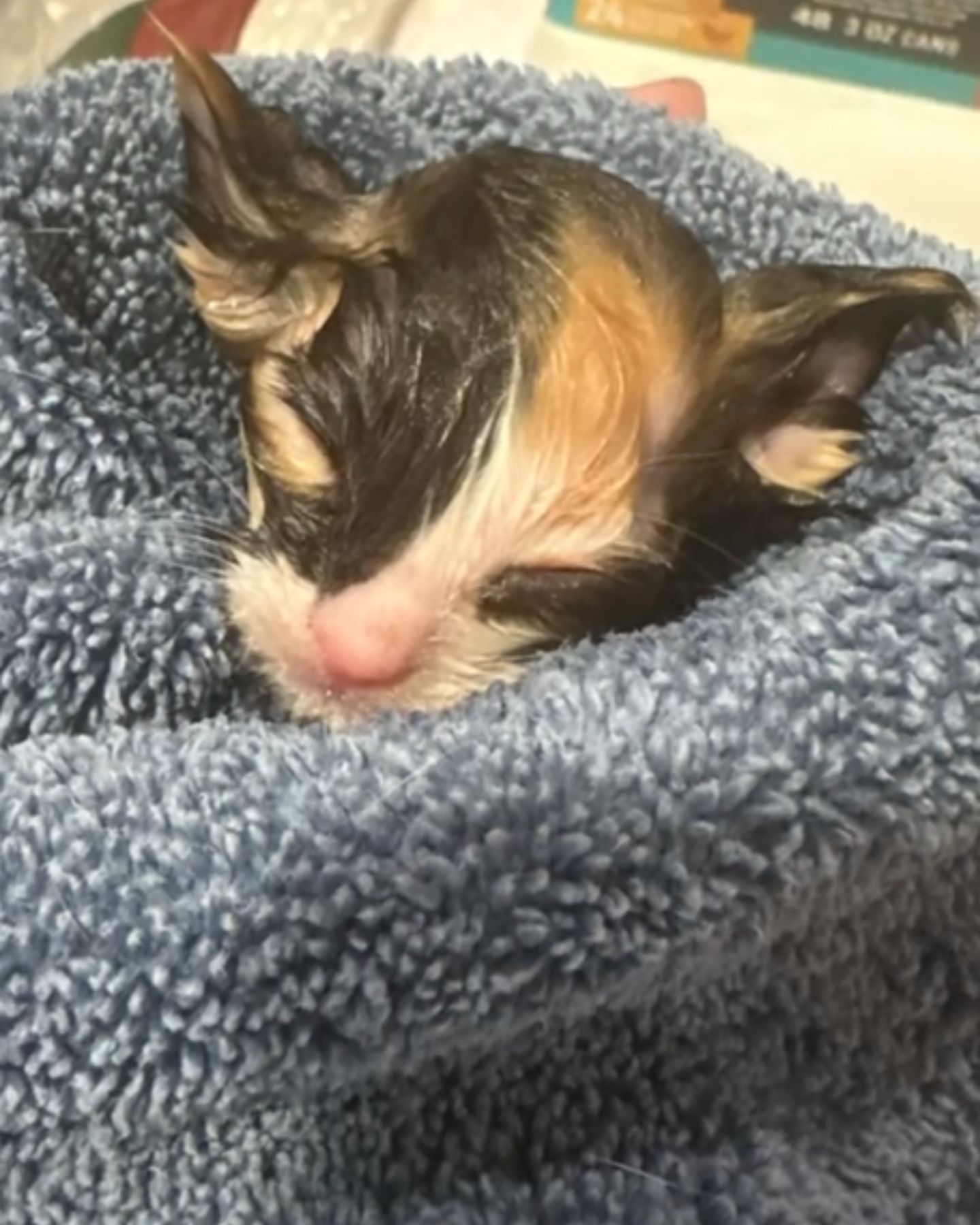 wet kitten in the towel