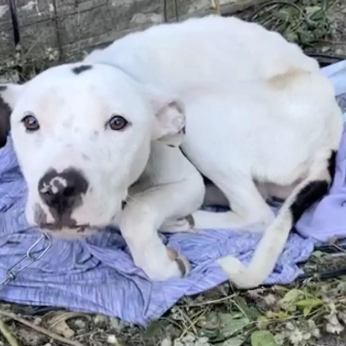 white abandoned dog