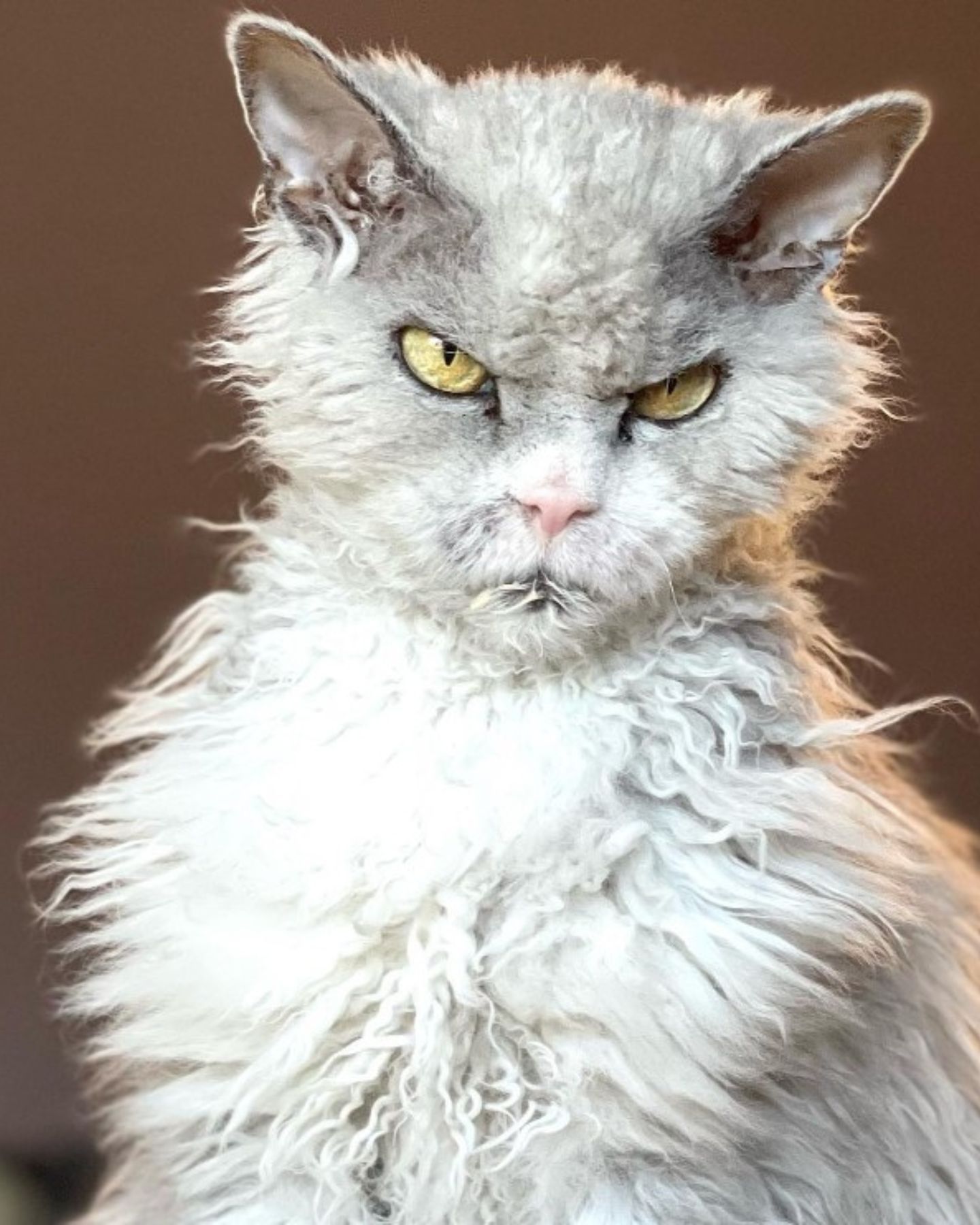 white angry cat